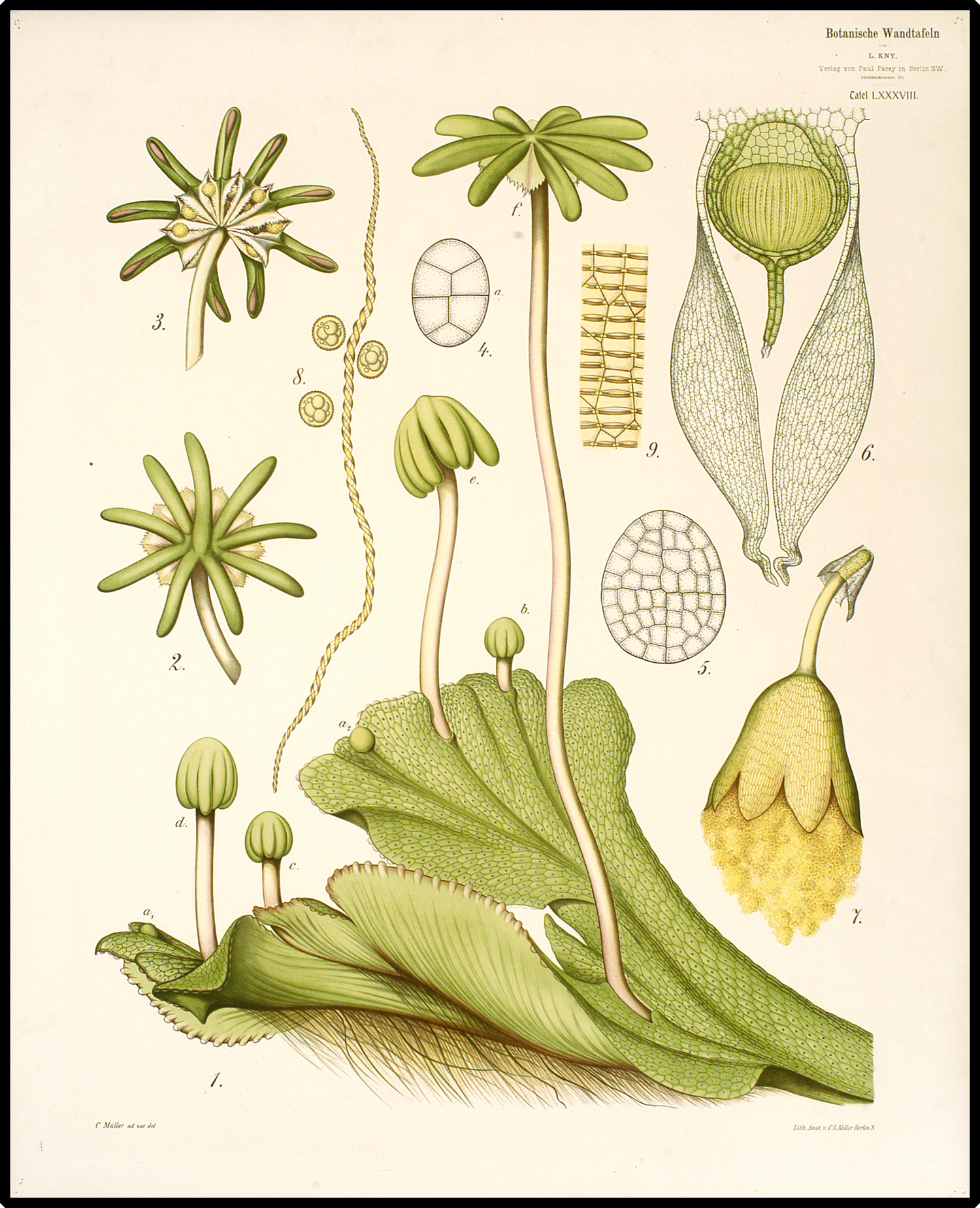 Female gametangia and sporangia
