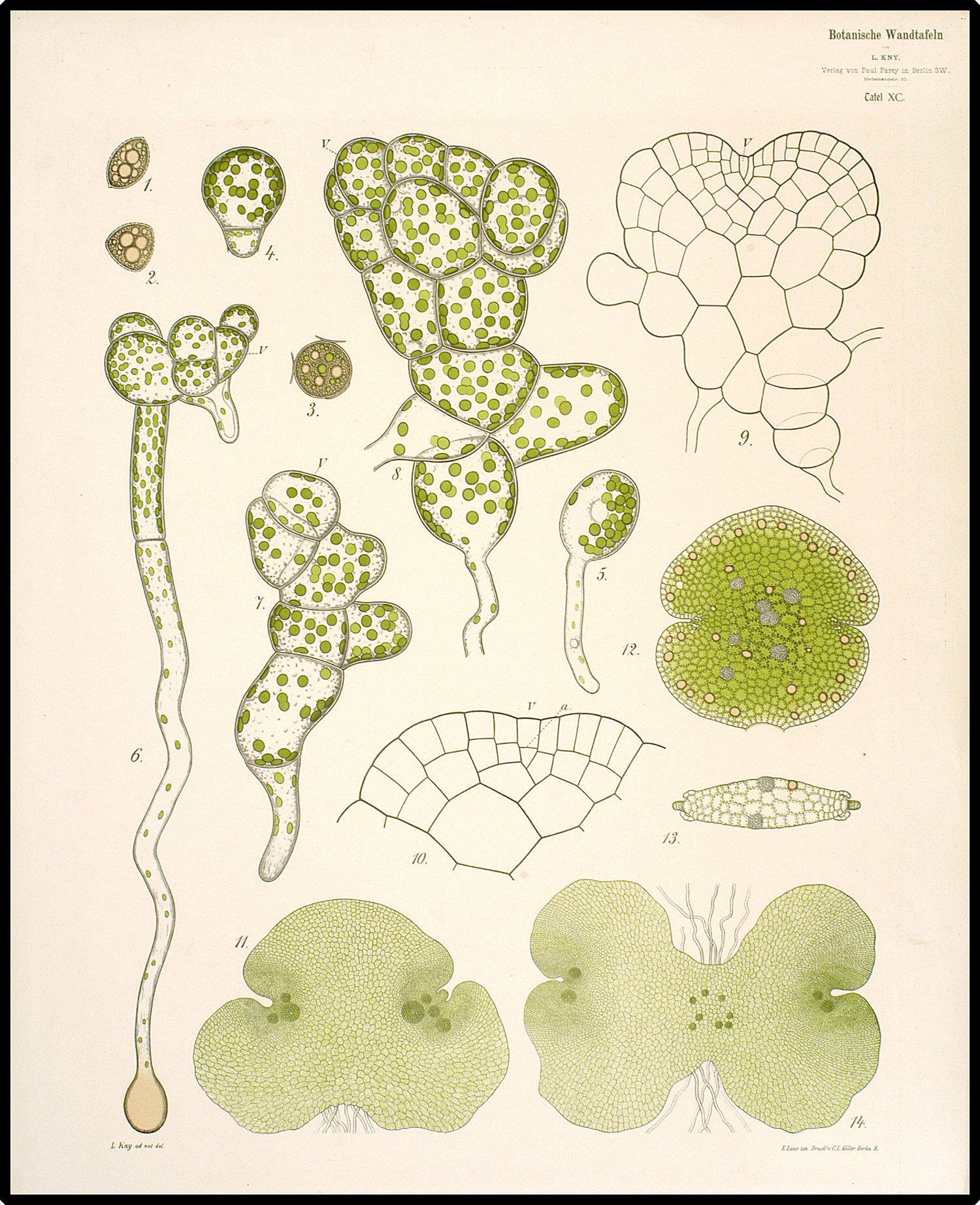 Spore germination and gemma