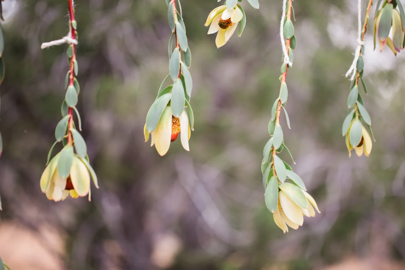 MFelt-Zion-Elopement_GWS-222.jpg