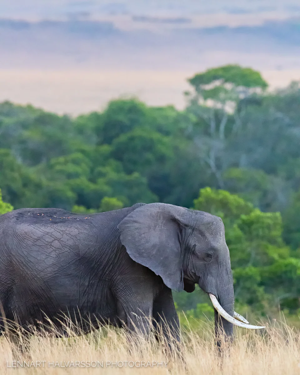 Elephant, Masai Mara