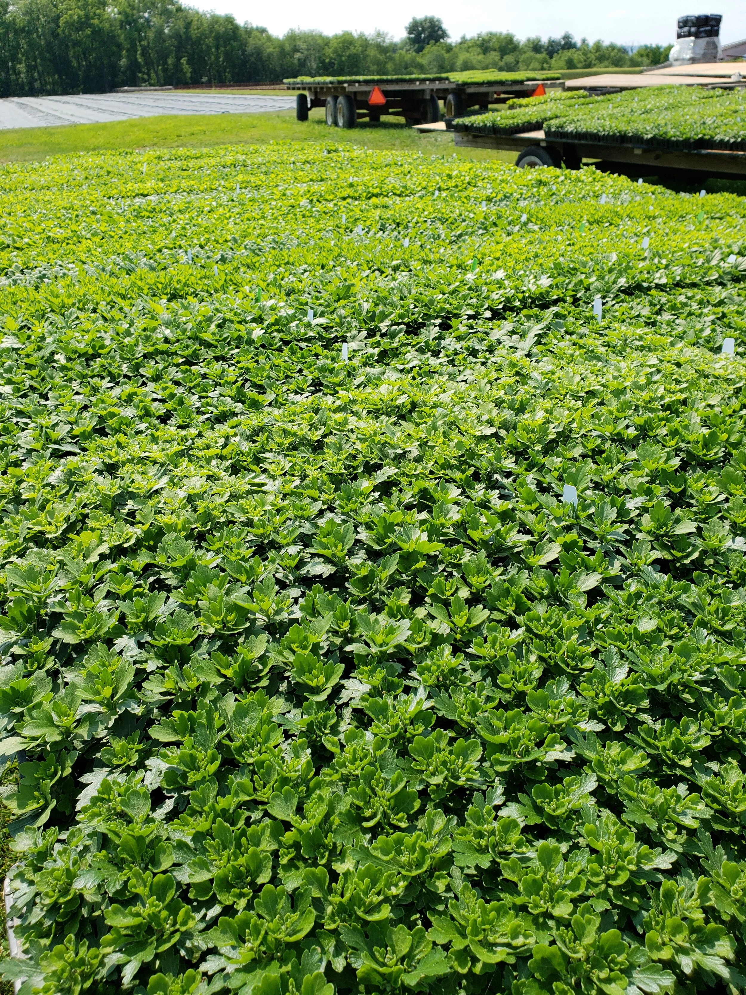 When the mums are first delivered to the farm they arrive as a 3-inch rooted cutting in trays of 72. We then organize them into the order they will be planted making it easy for placement in the fields which also helps at harvest time when we need c…