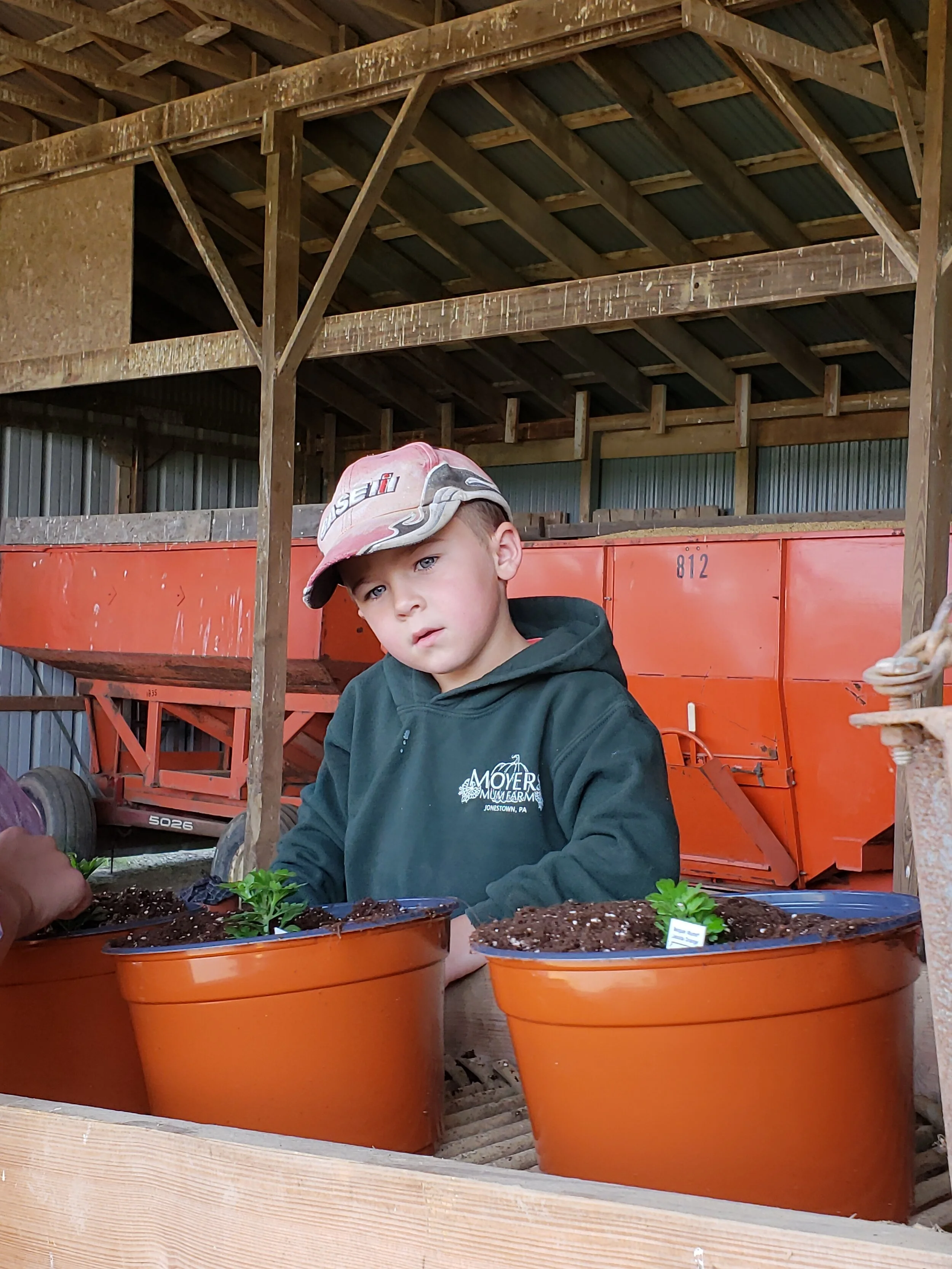 Each mum cutting get’s planted into it’s own pot with a tag describing it’s color. Our son Kaleb is keeping a watchful eye to make sure everything gets in the pot correctly.