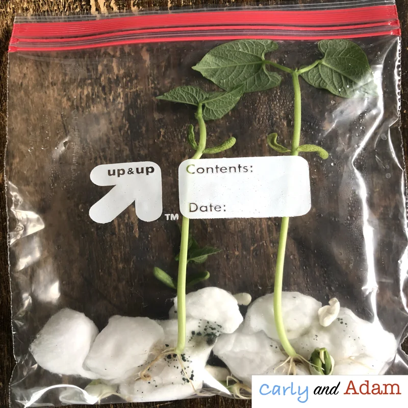 Growing Plants in the Classroom — Carly and Adam