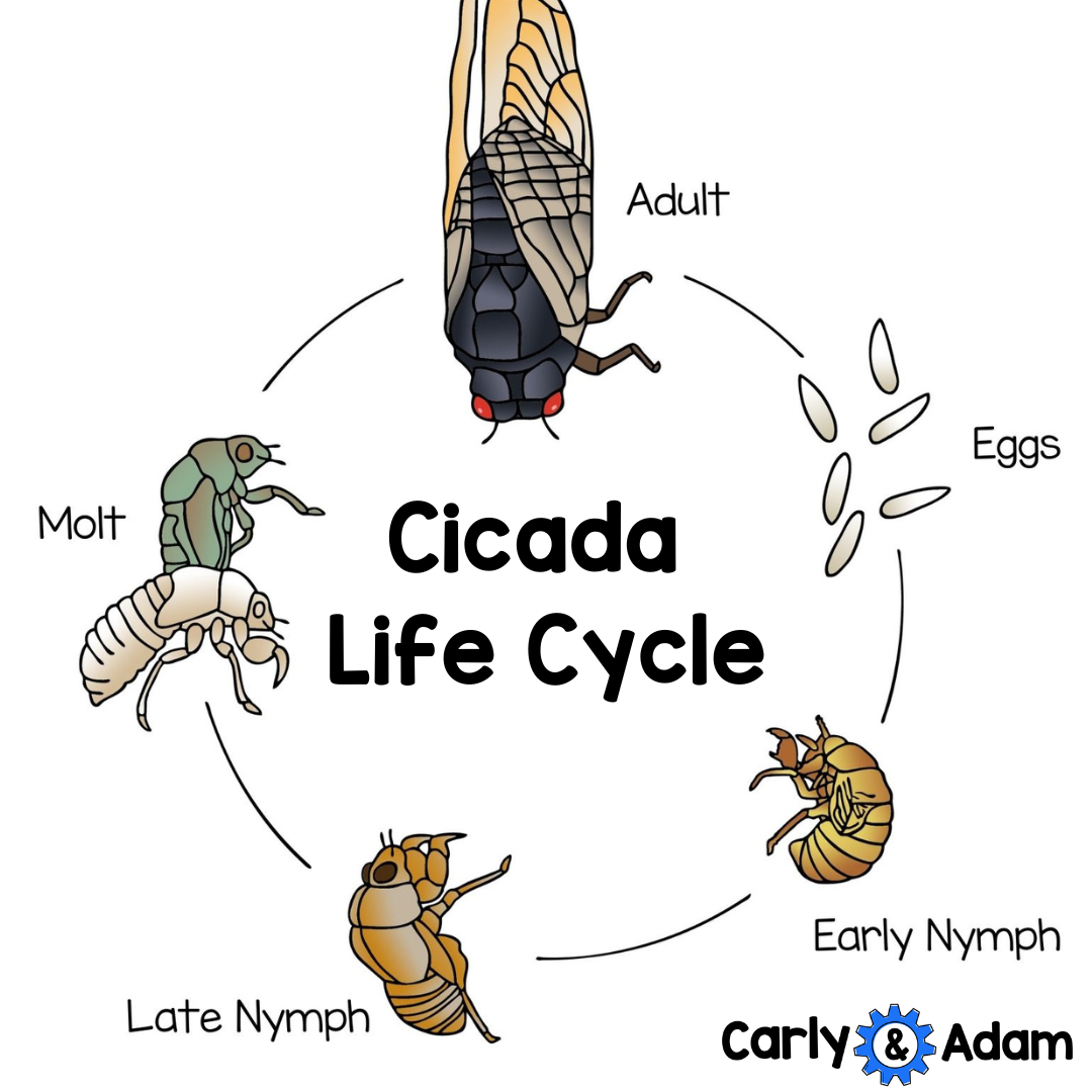 Cicada Nymph Life Cycle Cicada Nymph Life Cycle