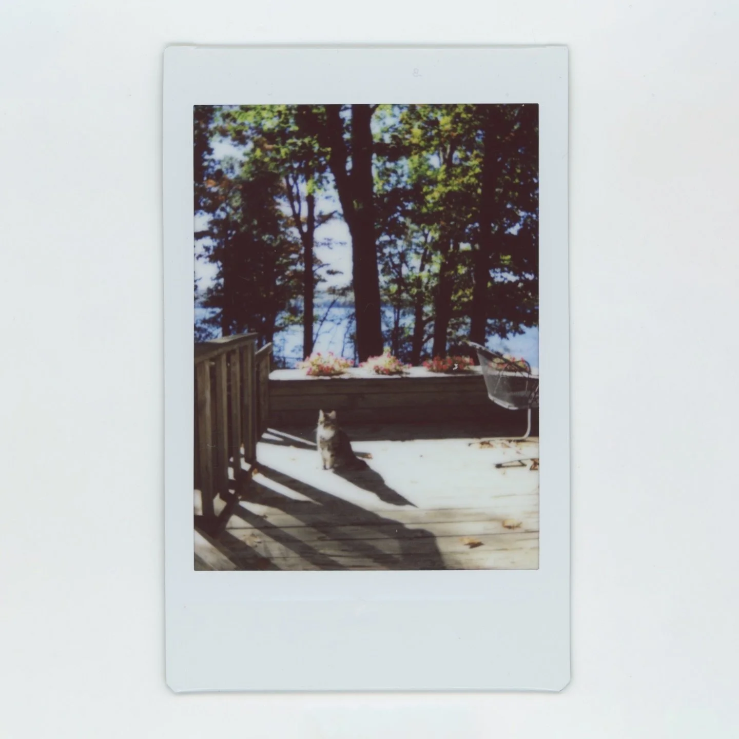 We had to say goodbye to my sweet boy Fred yesterday. He was a once-in-a-lifetime kind of cat, the greatest companion I&rsquo;ve ever known and I&rsquo;m so lucky to have had 12 years with him.

Ryan and I are heartbroken and miss him terribly but we