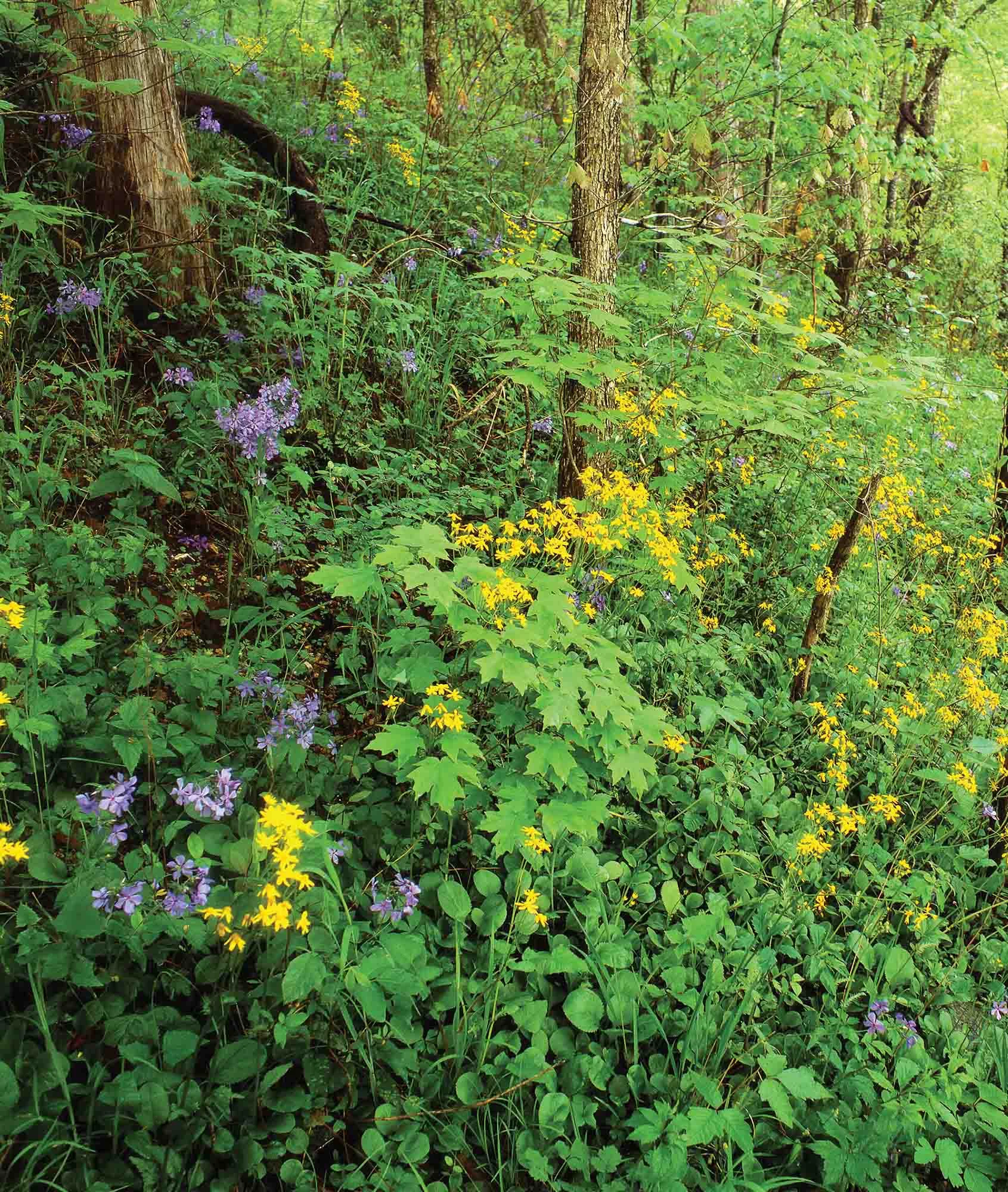 SpringFlowersBlairCreekSectionLR.jpg