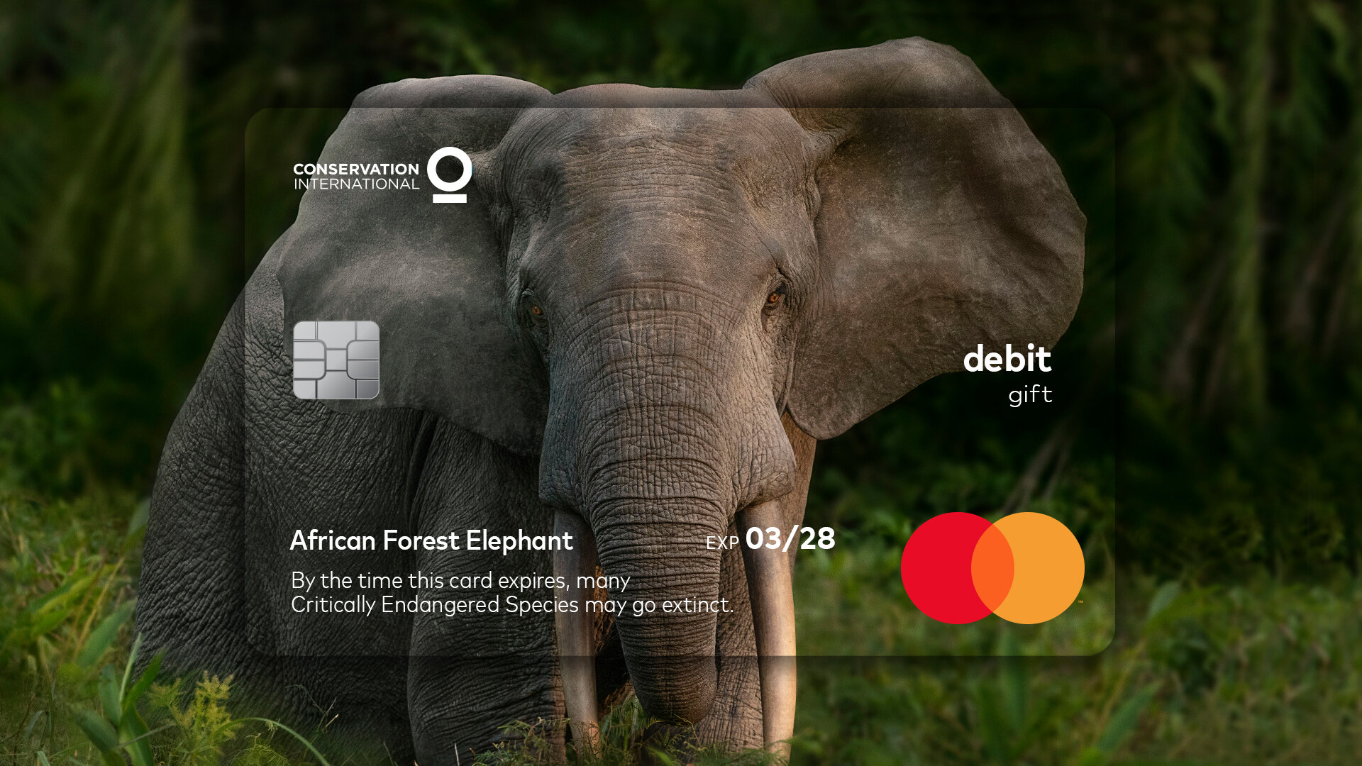 full-pr-elephant.jpg