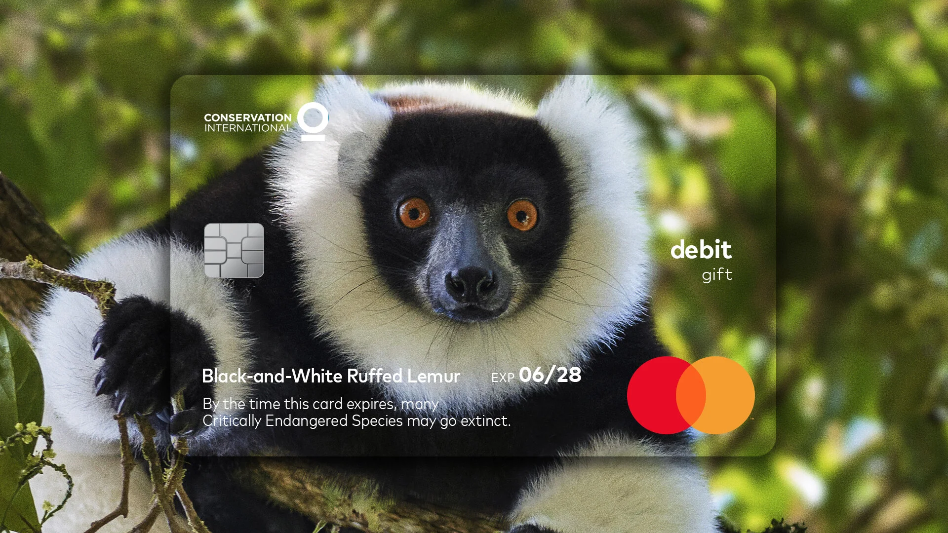 full-pr-lemur.jpg