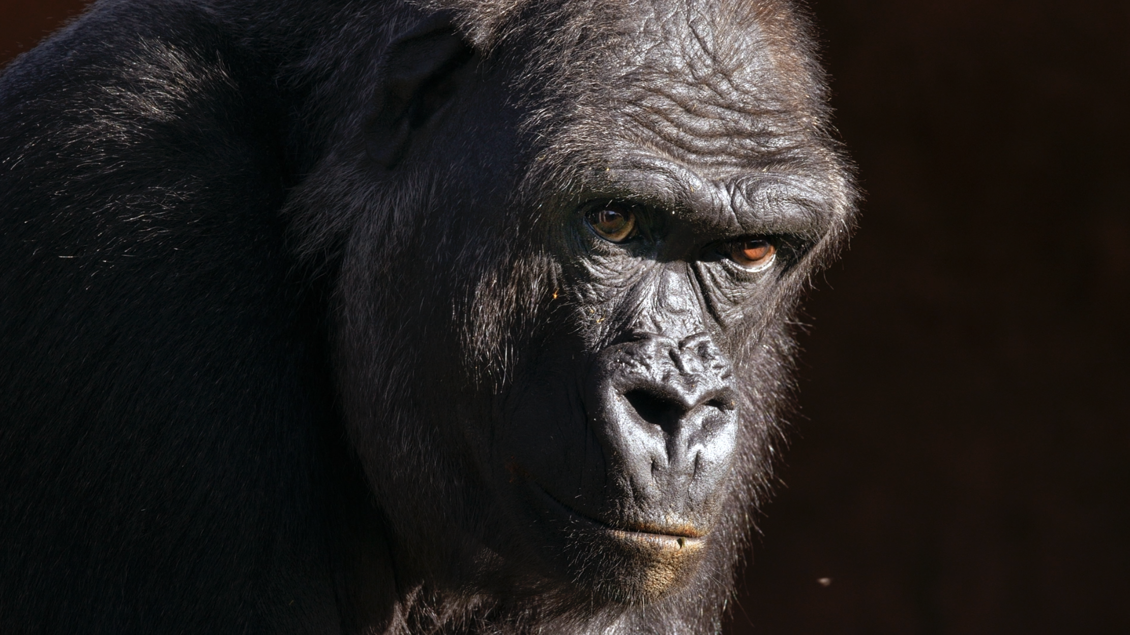 Screen Shot 2021-05-26 at 3.46.14 PM.png