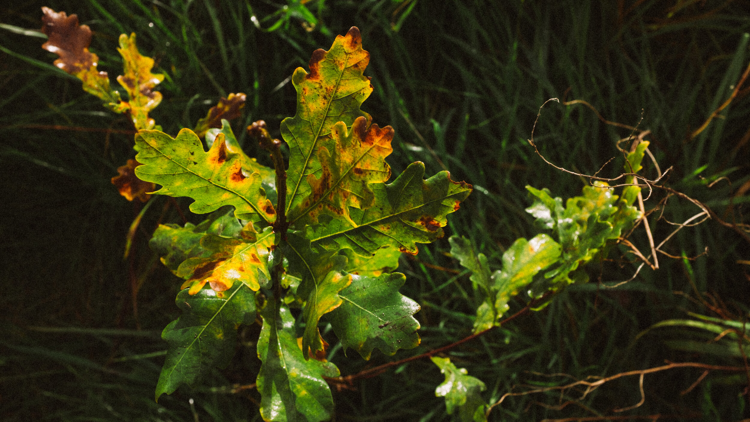 HOMETREE — FAWE