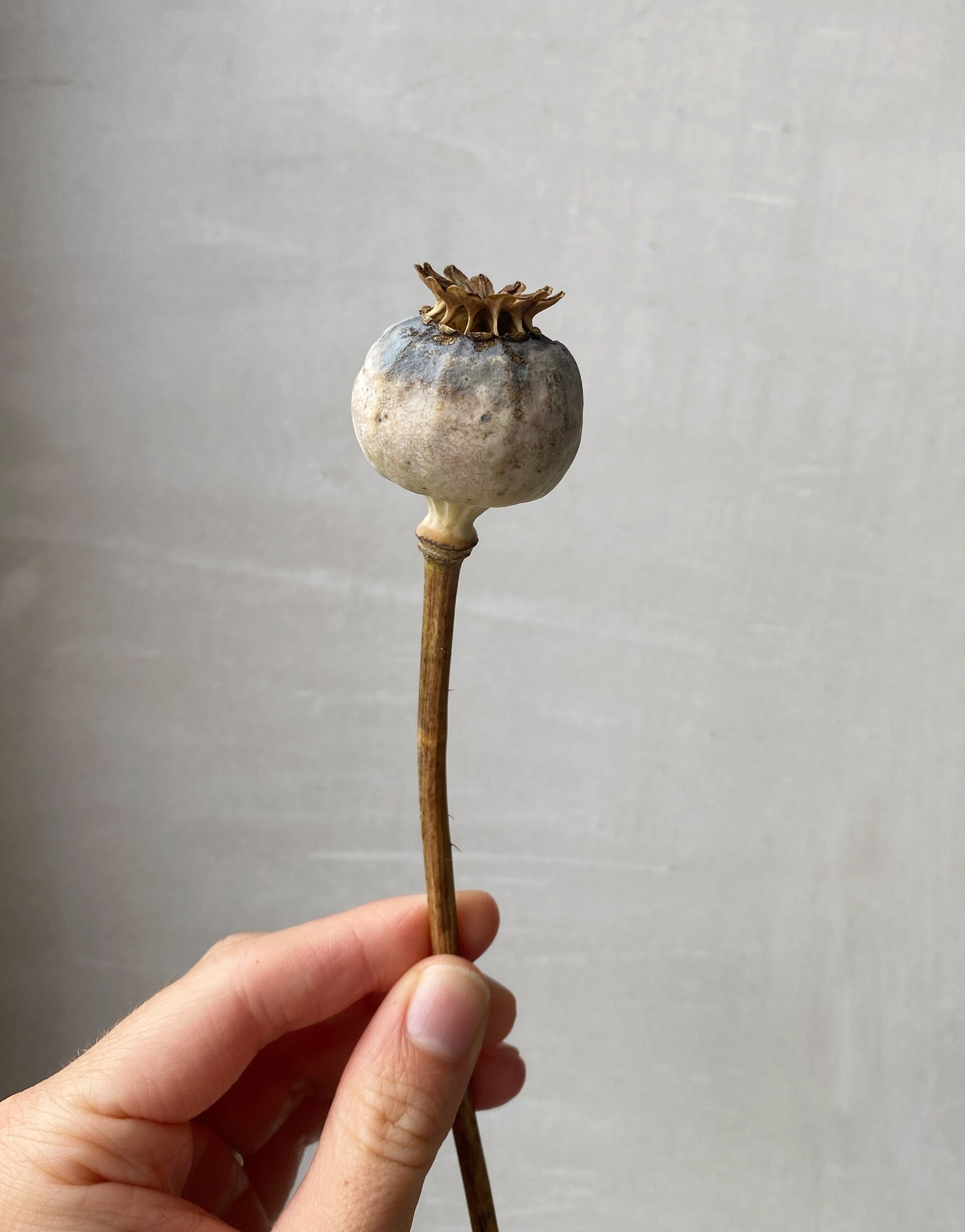 AfterlightImage 41.JPG