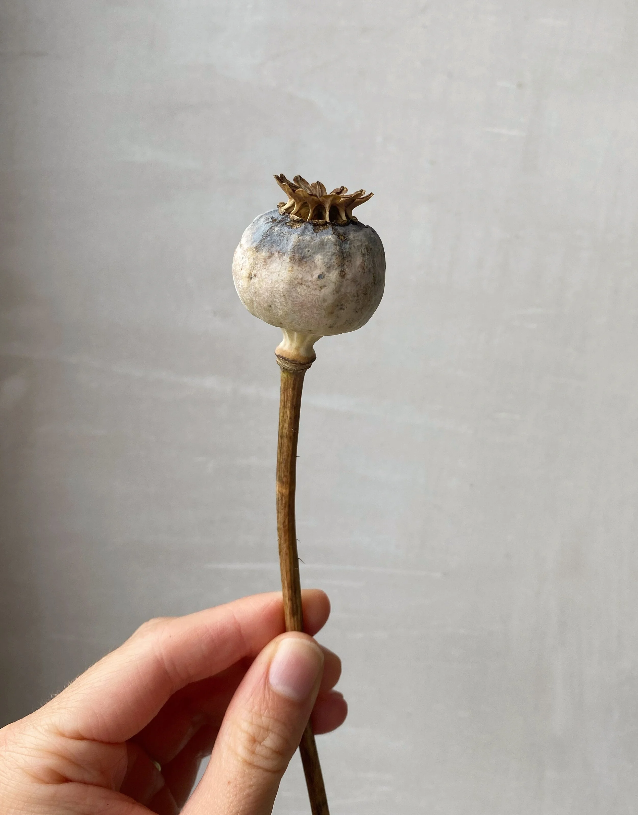 AfterlightImage 41.JPG