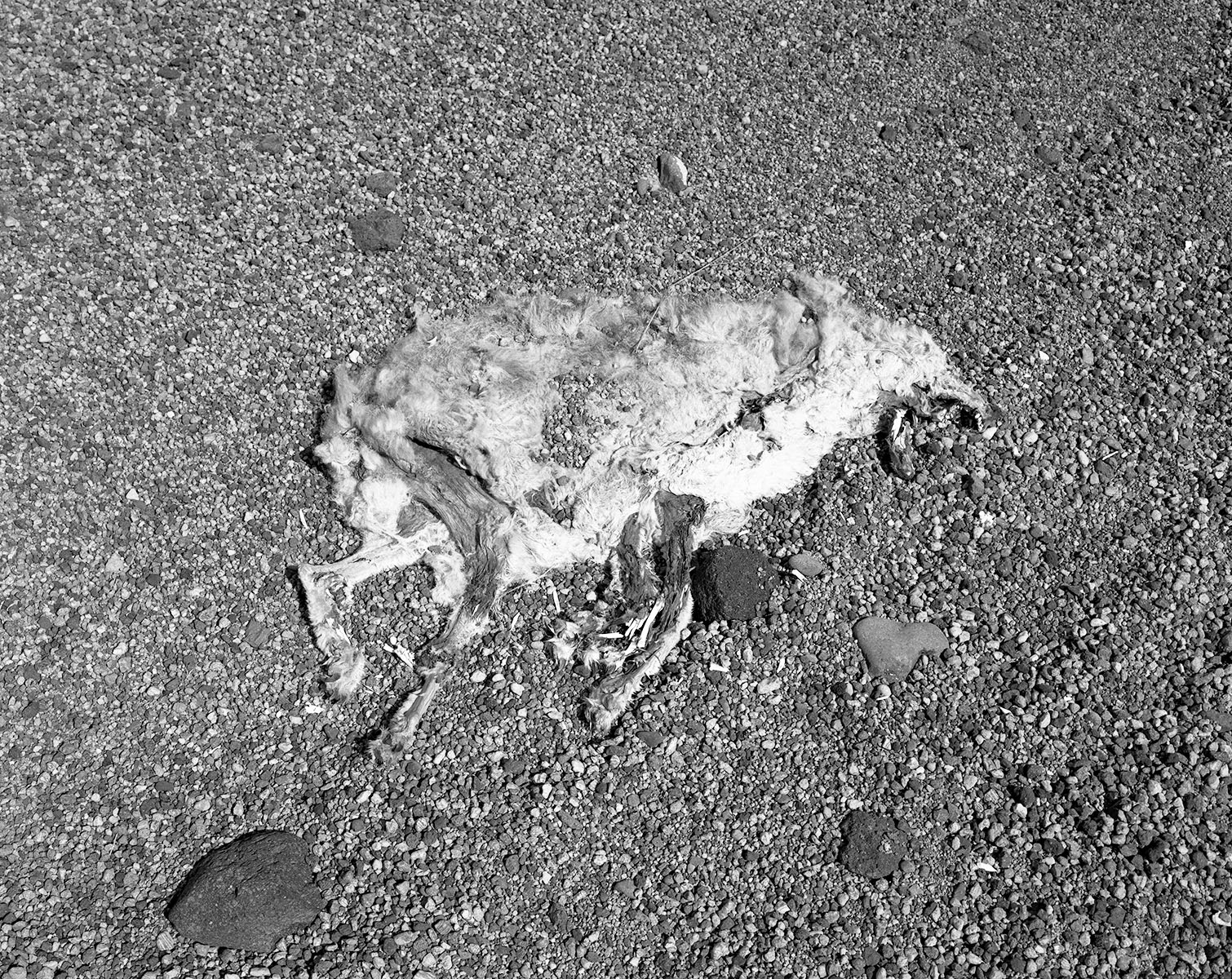 "Coyote, Near Alkalai Flats, Eastern Oregon", 1989
