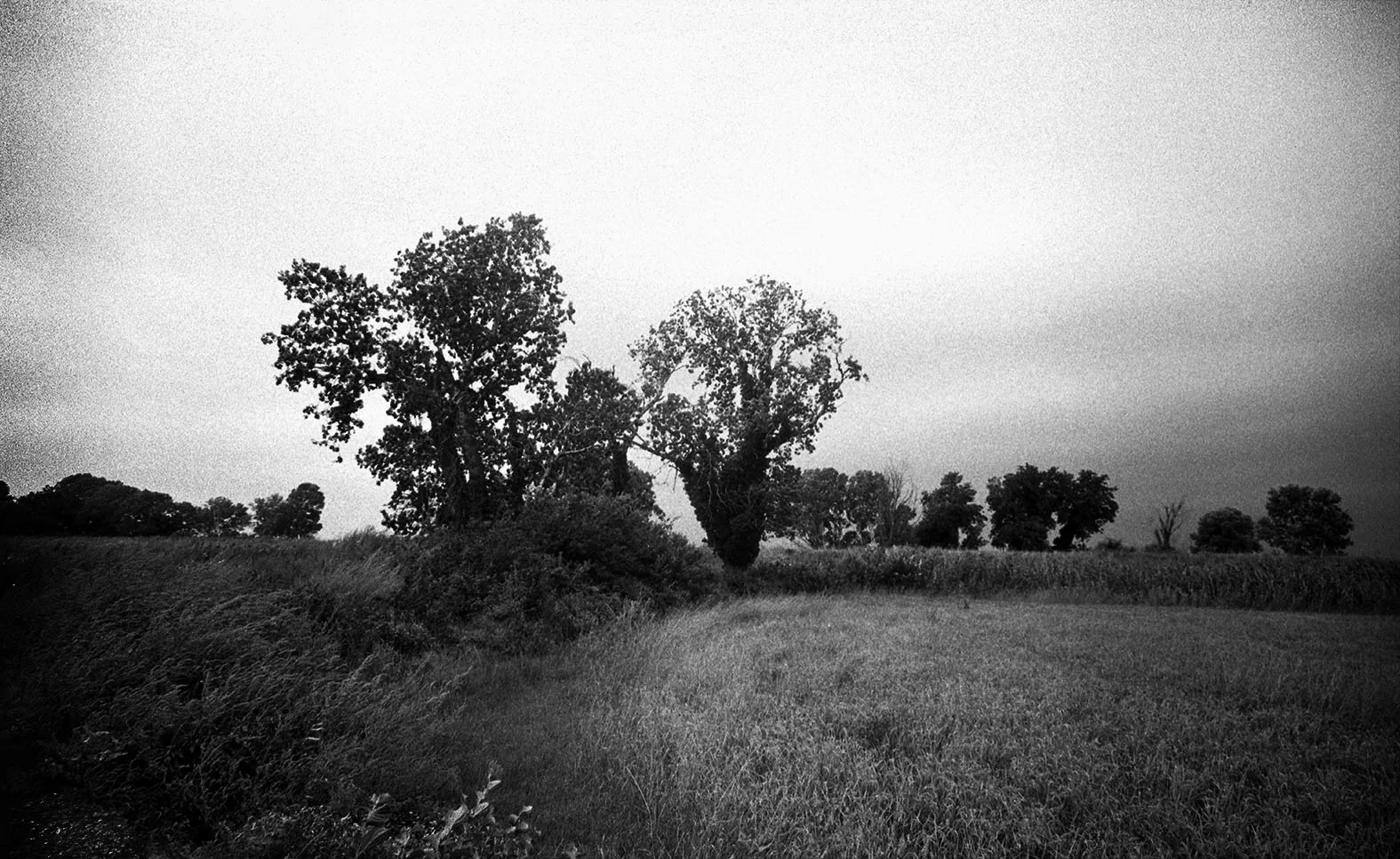 "Camargue Region, South of France", 1993