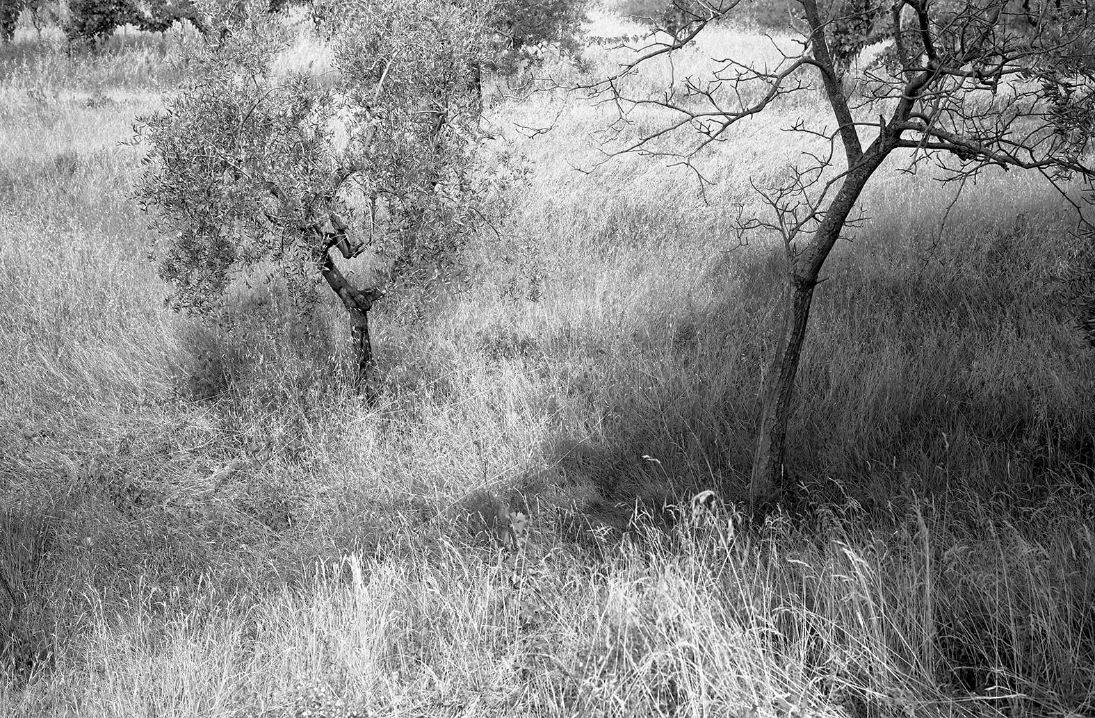 "Tuscany, Near Firenze", 1985