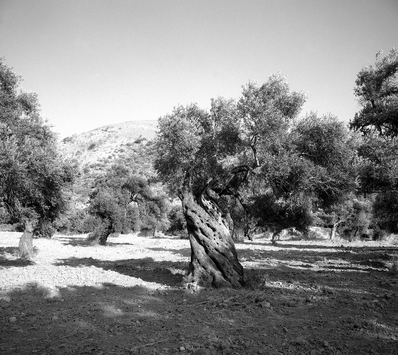 "Olive, Crete", 1996