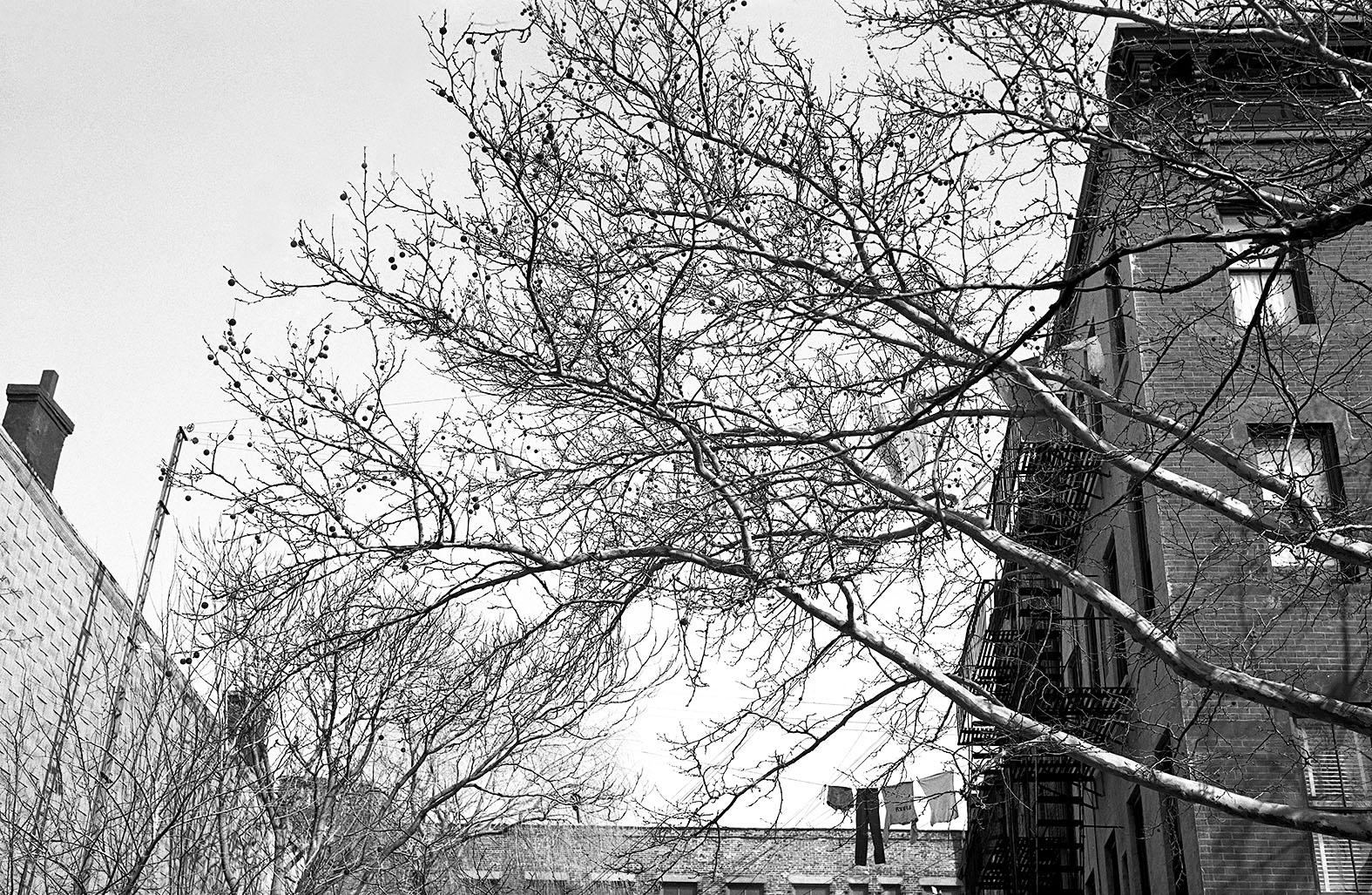 "Williamsburg, Brooklyn NY", 1983