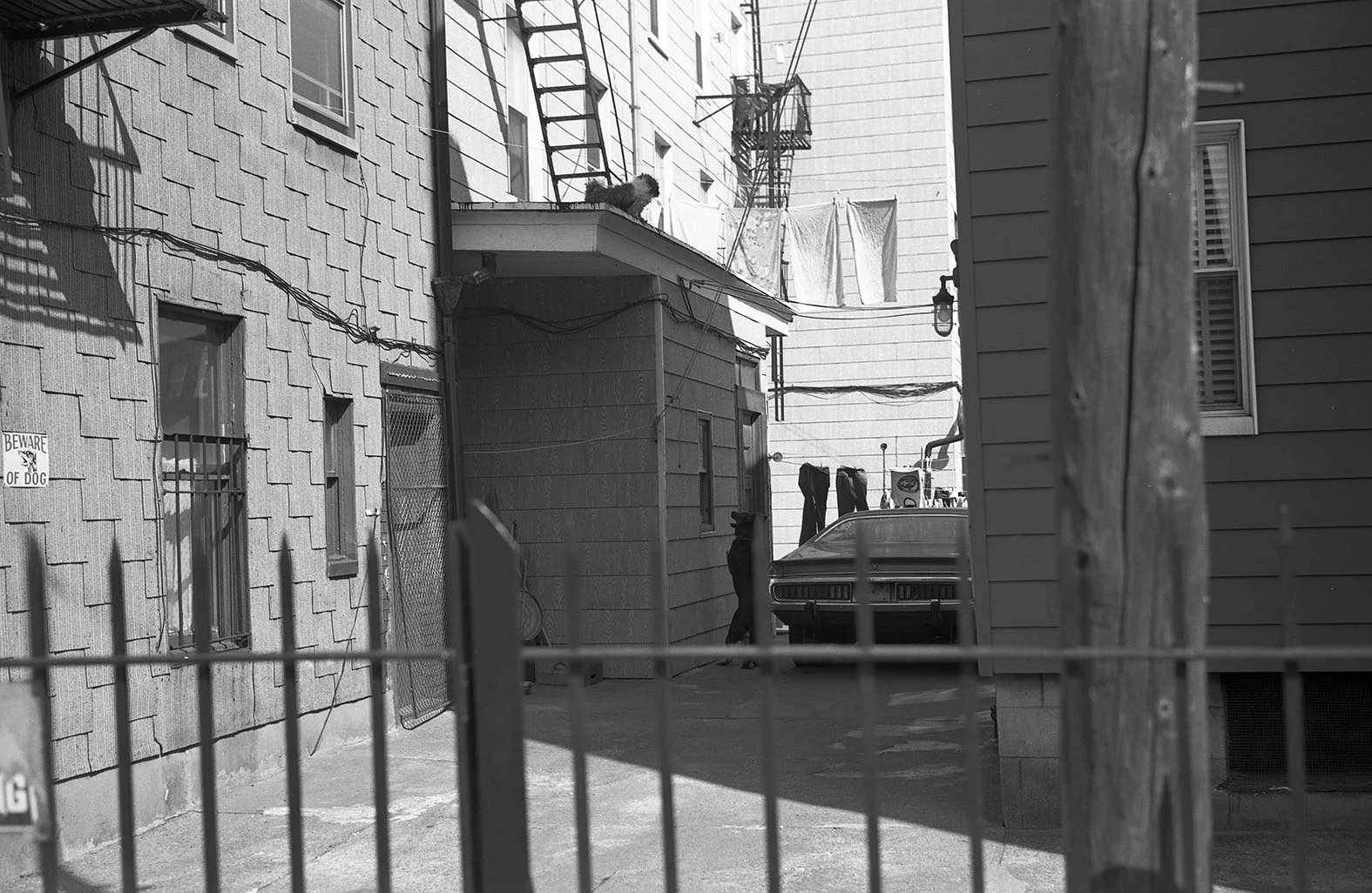 "Brooklyn, NY", 1983