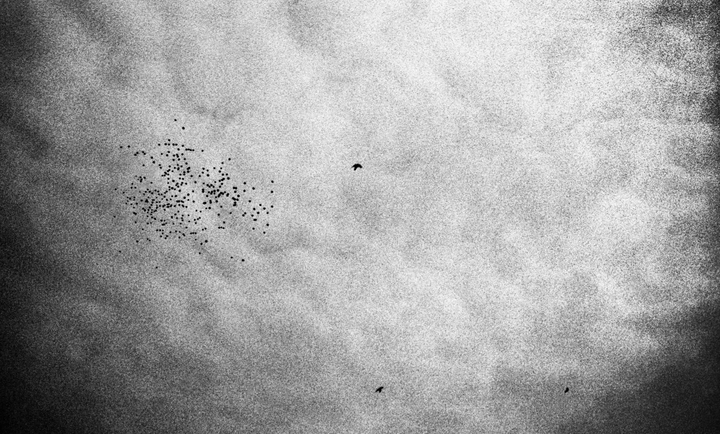 "Birds and Balloons, Venice, Italy", 1996