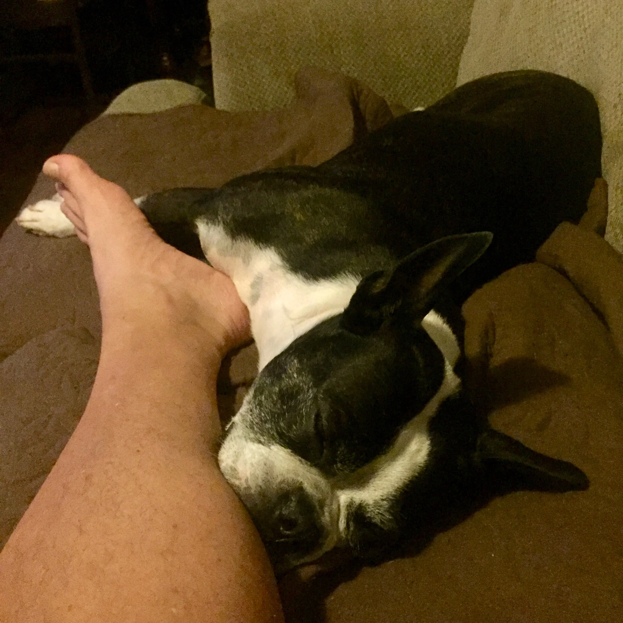 Sweet and Savoury Dreams