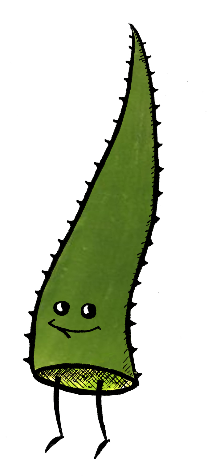 agave-1-by-woerm.jpg