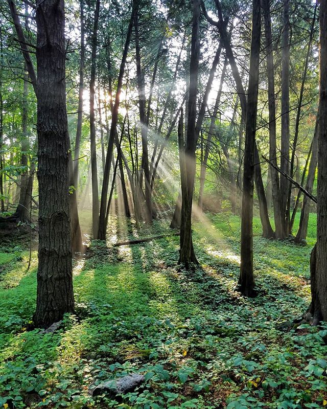 Beautiful little early morning scene the other day #godrays #forest #ontario #ontarioparks