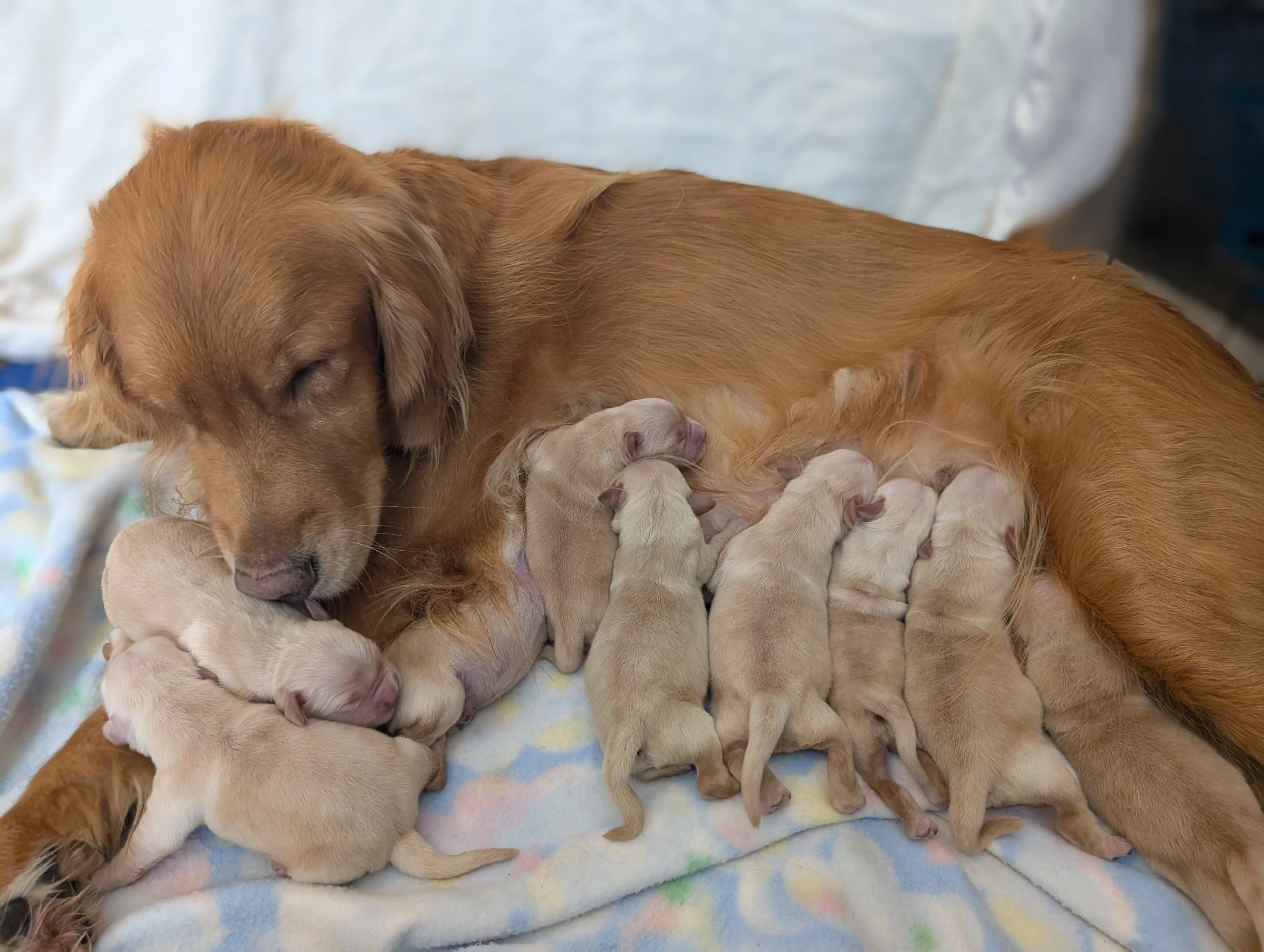 emmi with pup dec 25.jpg