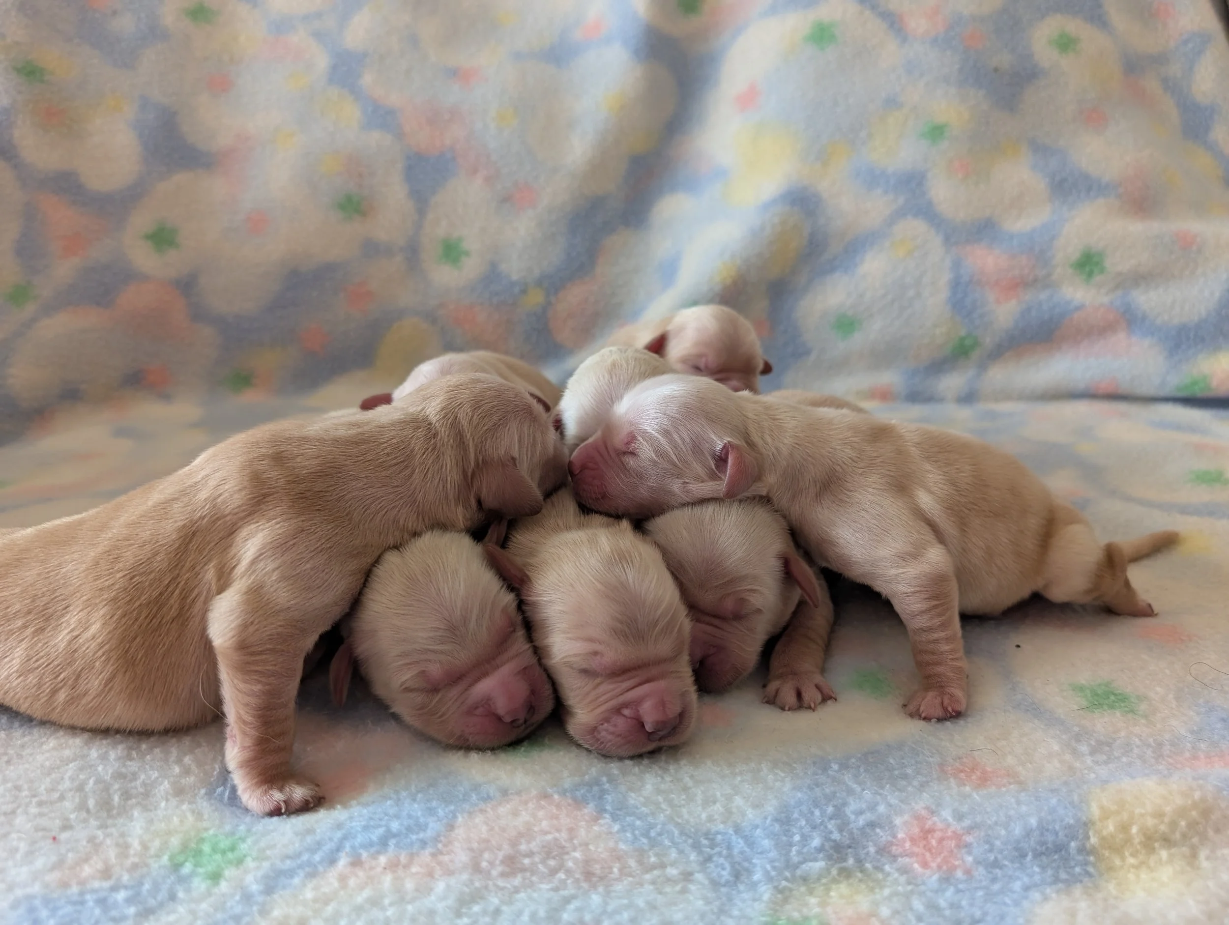 emmi pup pic dec 2025 7.jpg