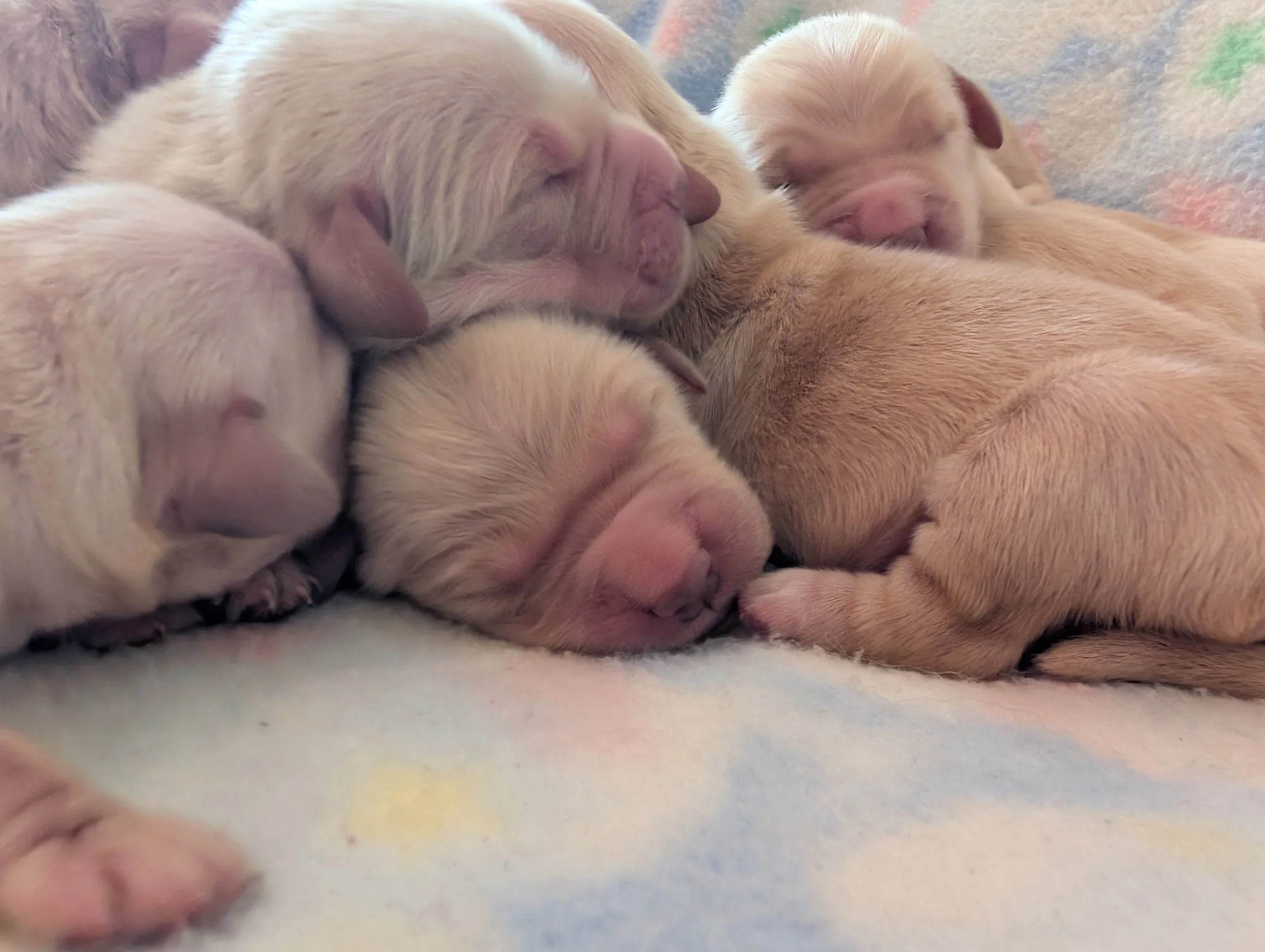 emmi pup pic dec 2025 6.jpg