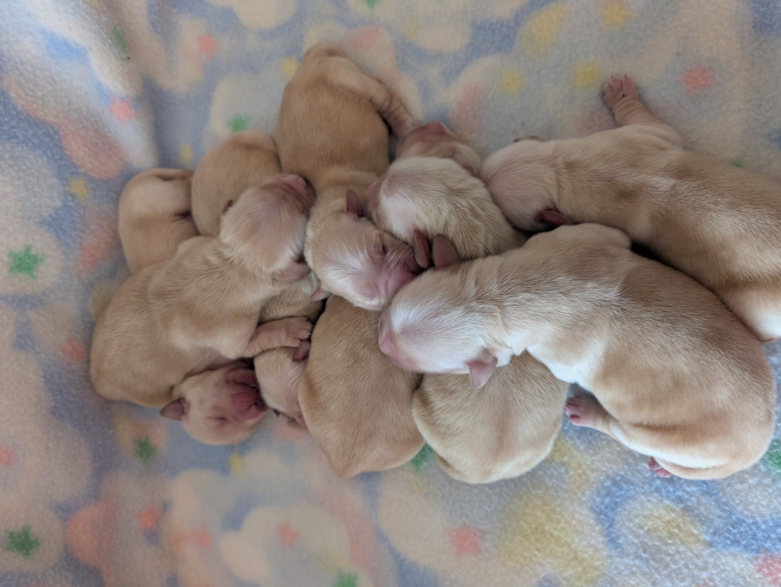 emmi pup pic dec 2025 3.jpg