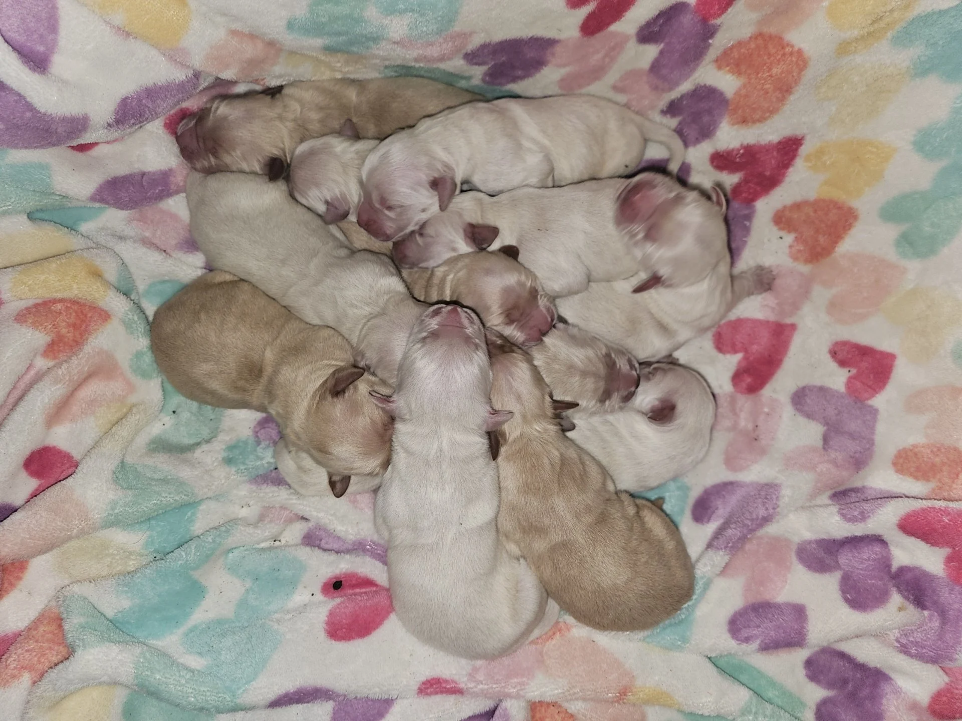 kiaracharliespring2026 1.jpg