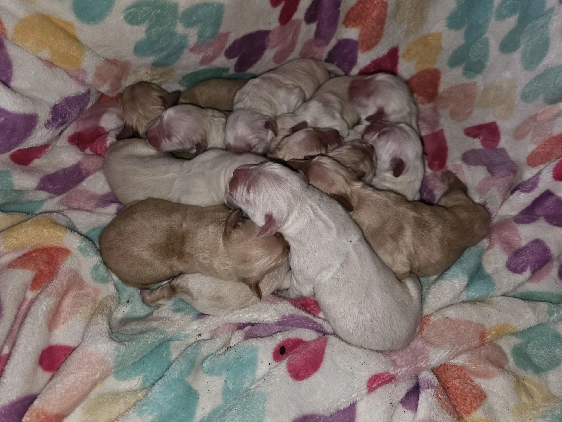 kiaracharliespring2026 3.jpg