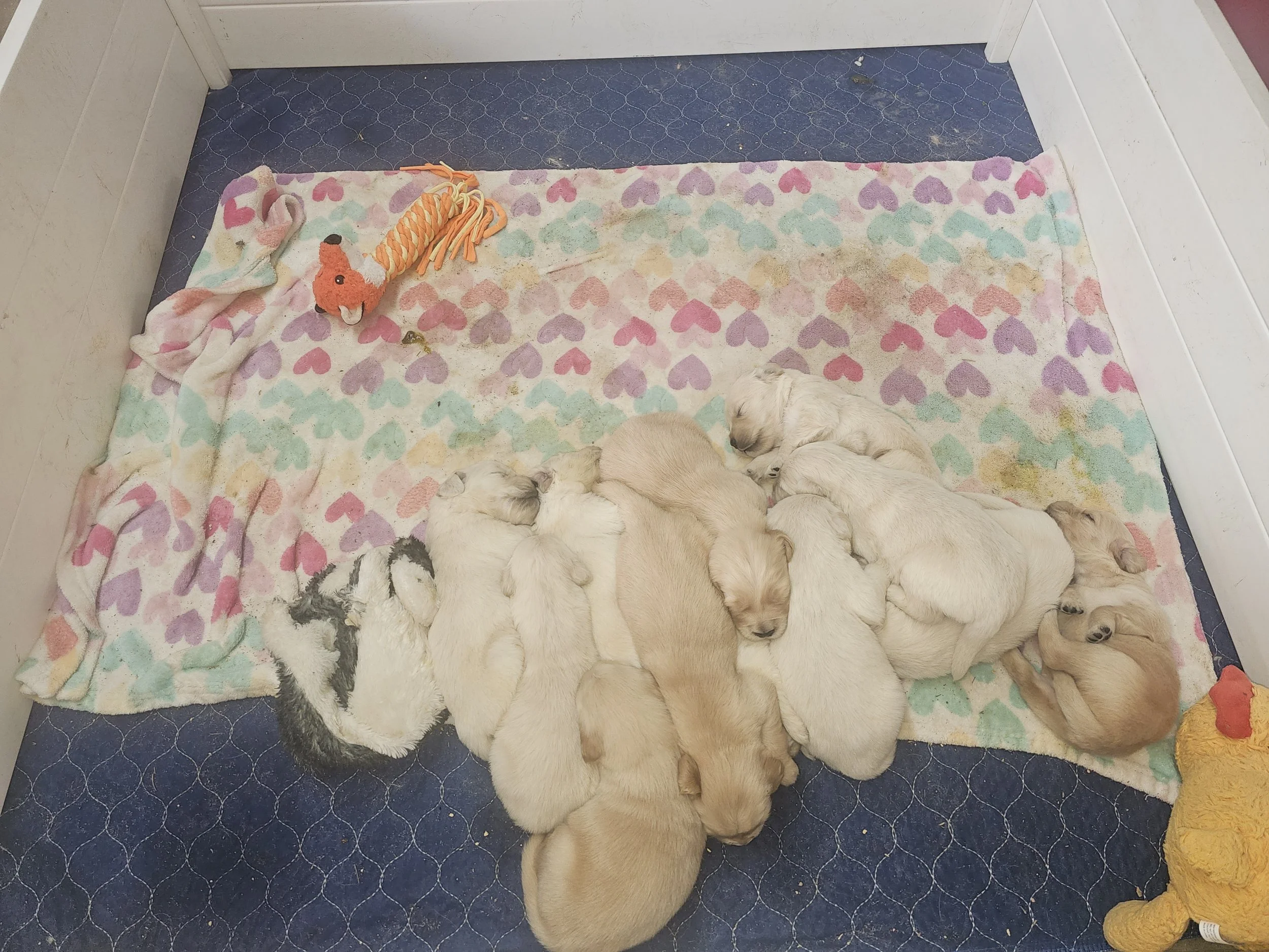 2week kiacha spr2026 3.jpg