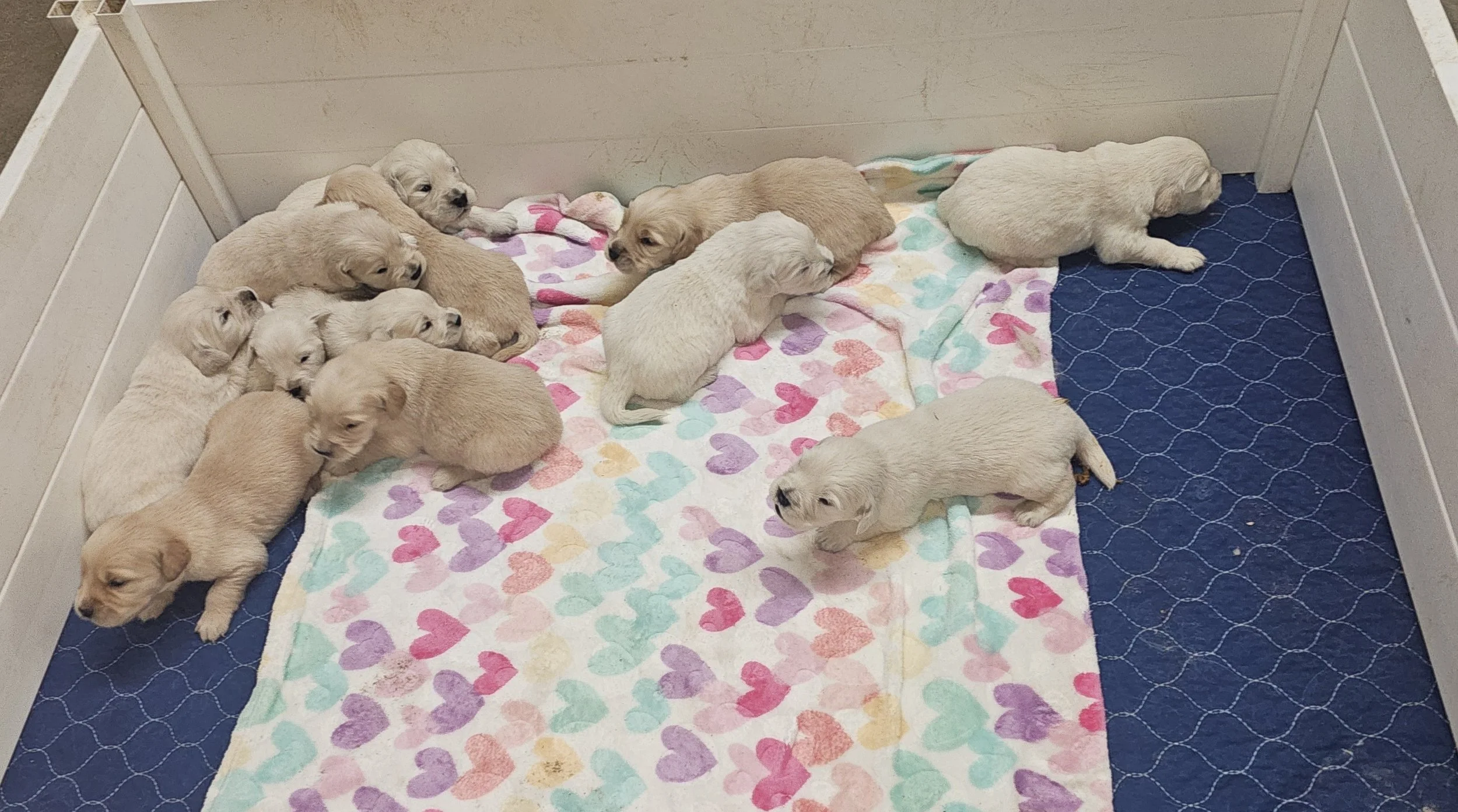 2week kiacha spr2026 2.jpg