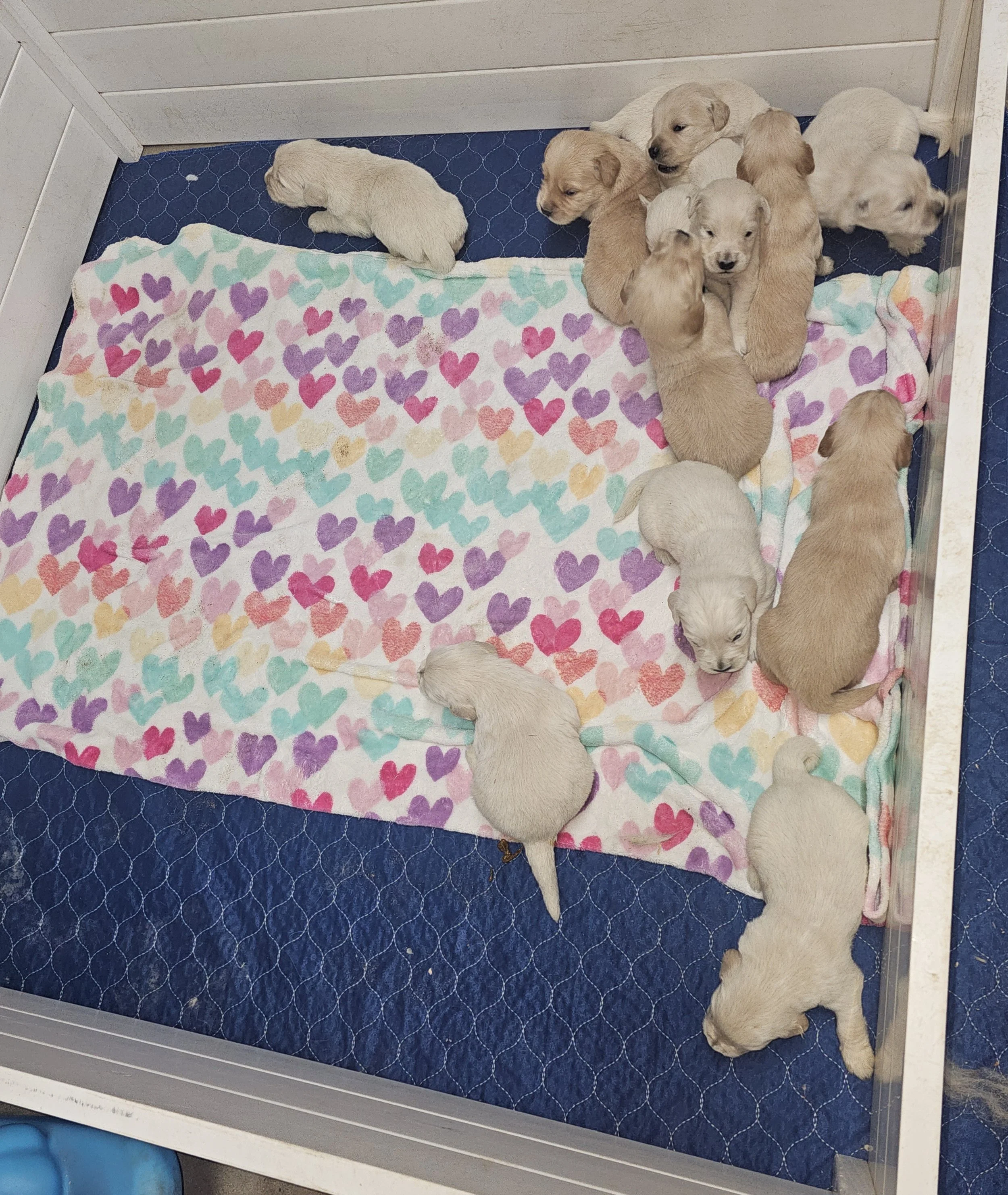 2week kiacha spr2026.jpg