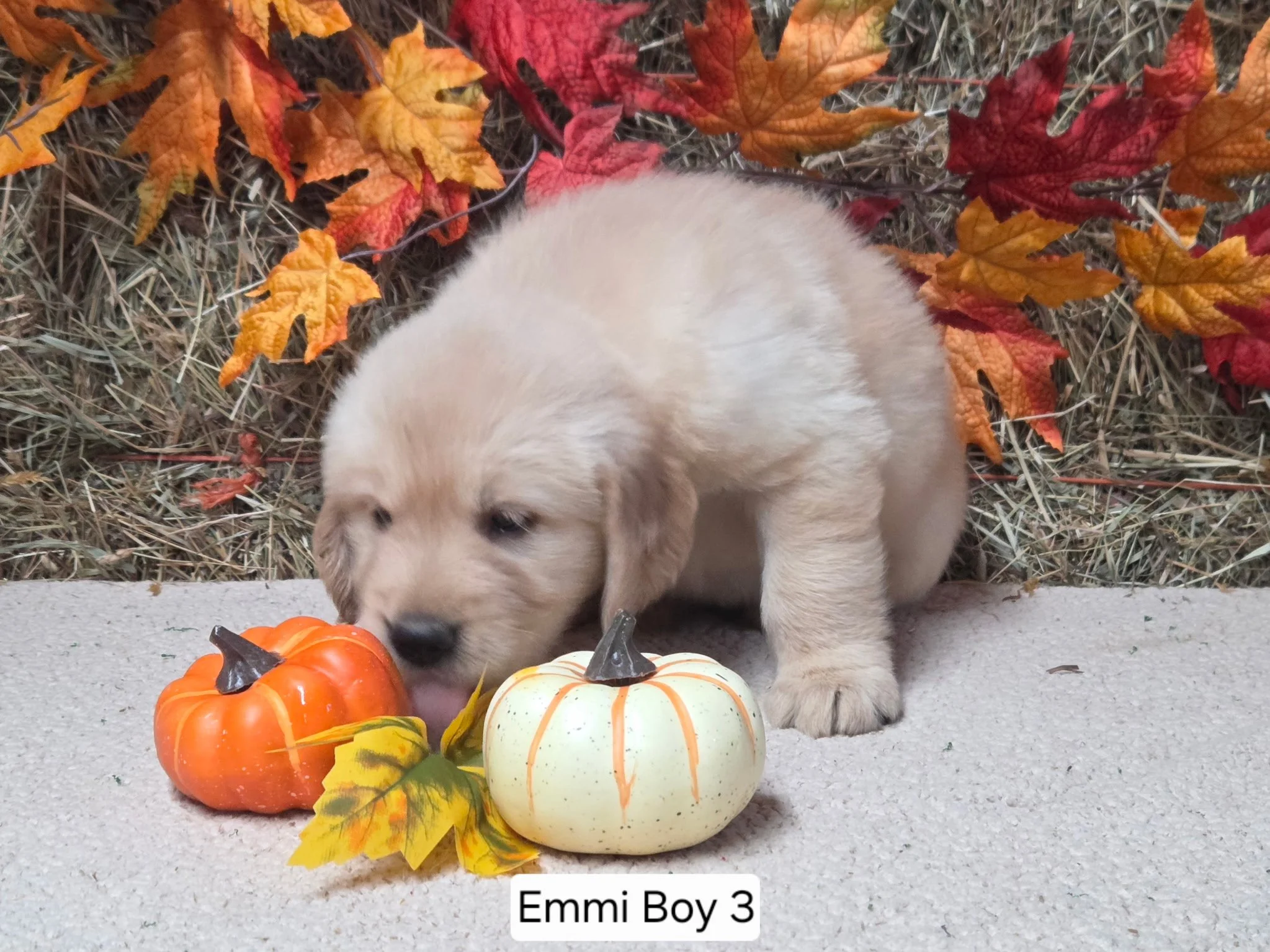 emmi boy 3.jpg