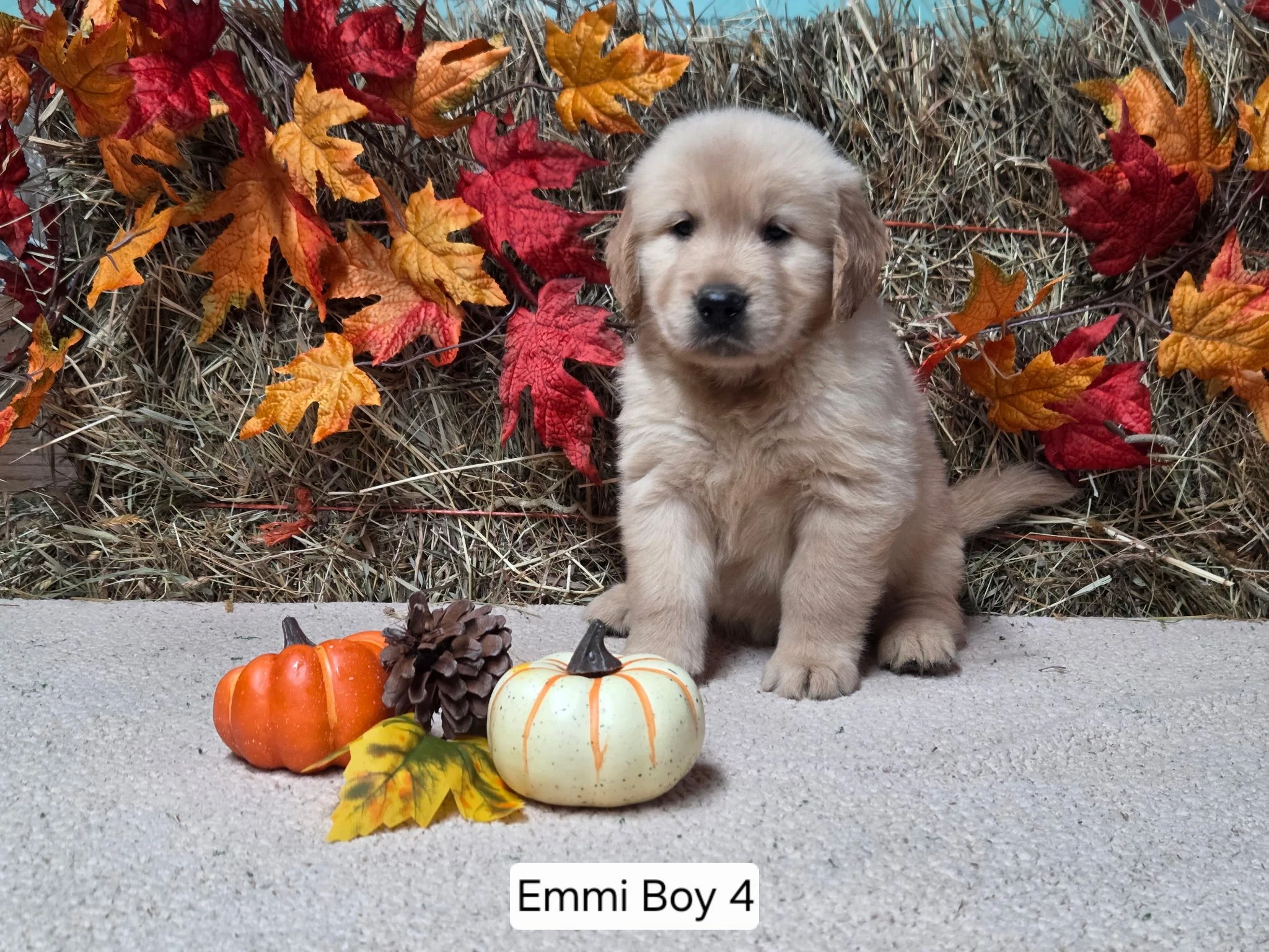 emmi boy 4.jpg