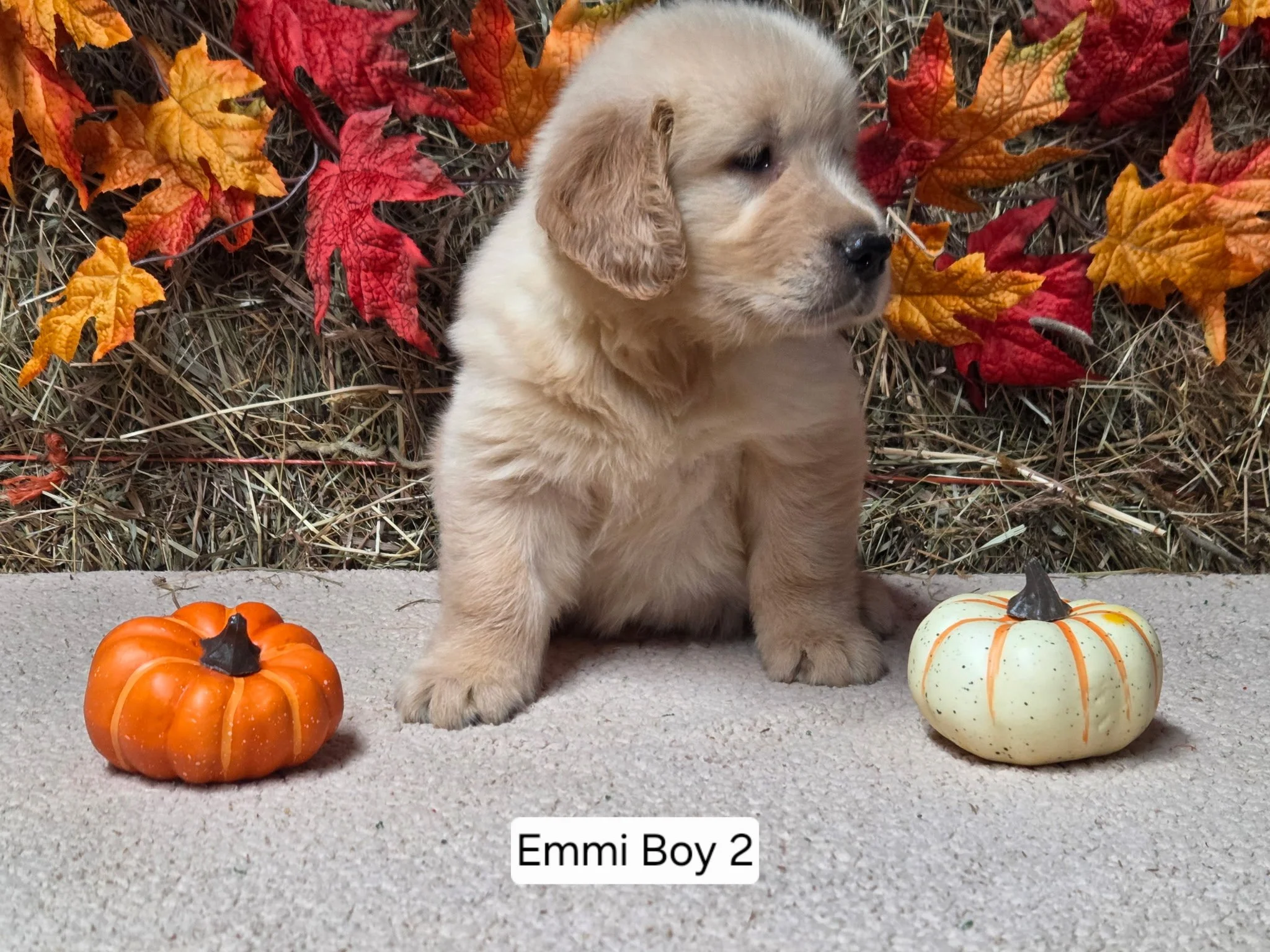 emmi boy 2.jpg
