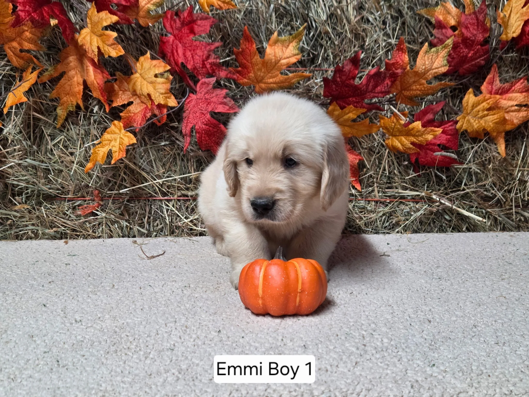 emmi boy 1.jpg