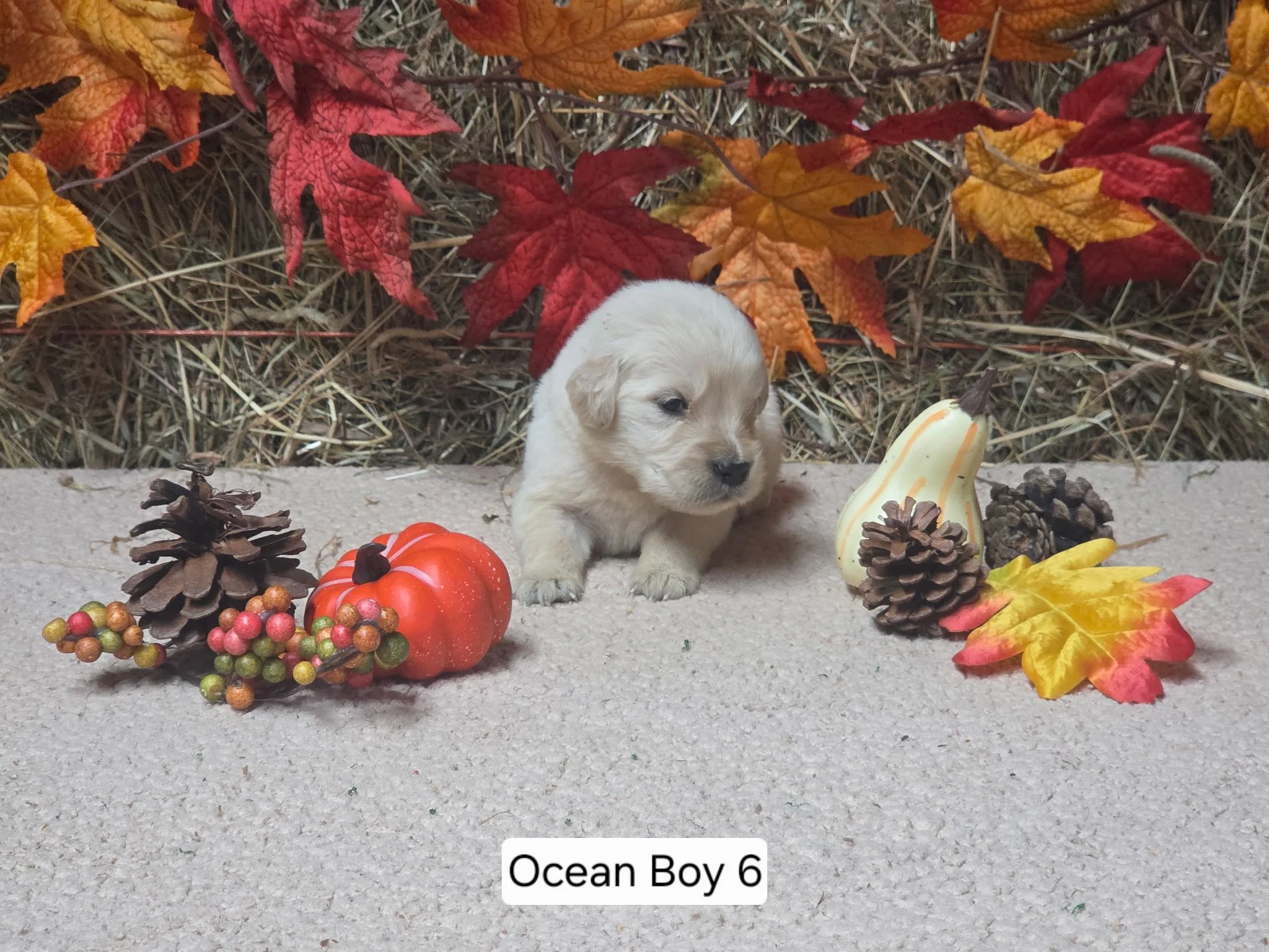 oc boy 6a.jpg