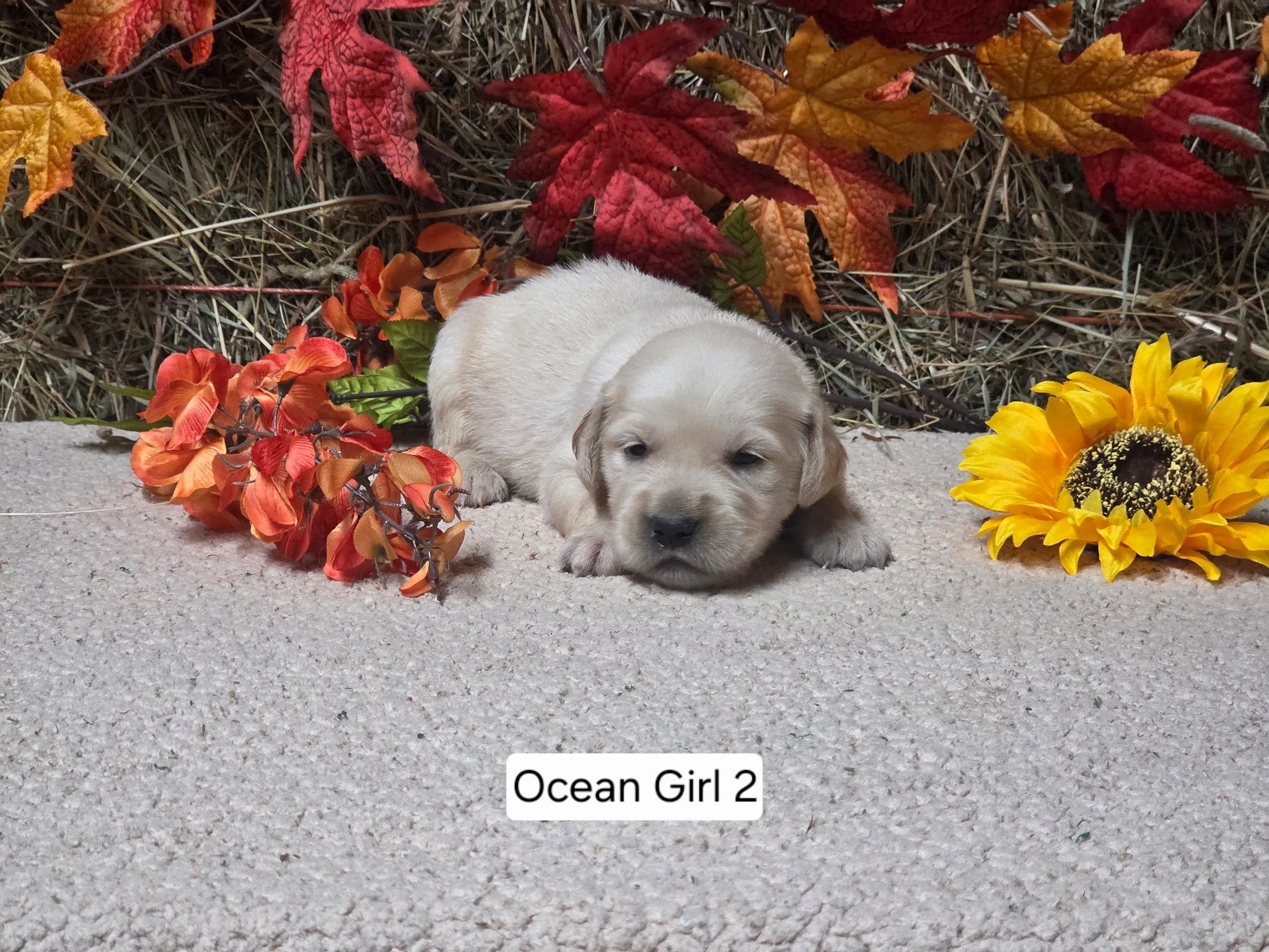 Oc girl 2a.jpg