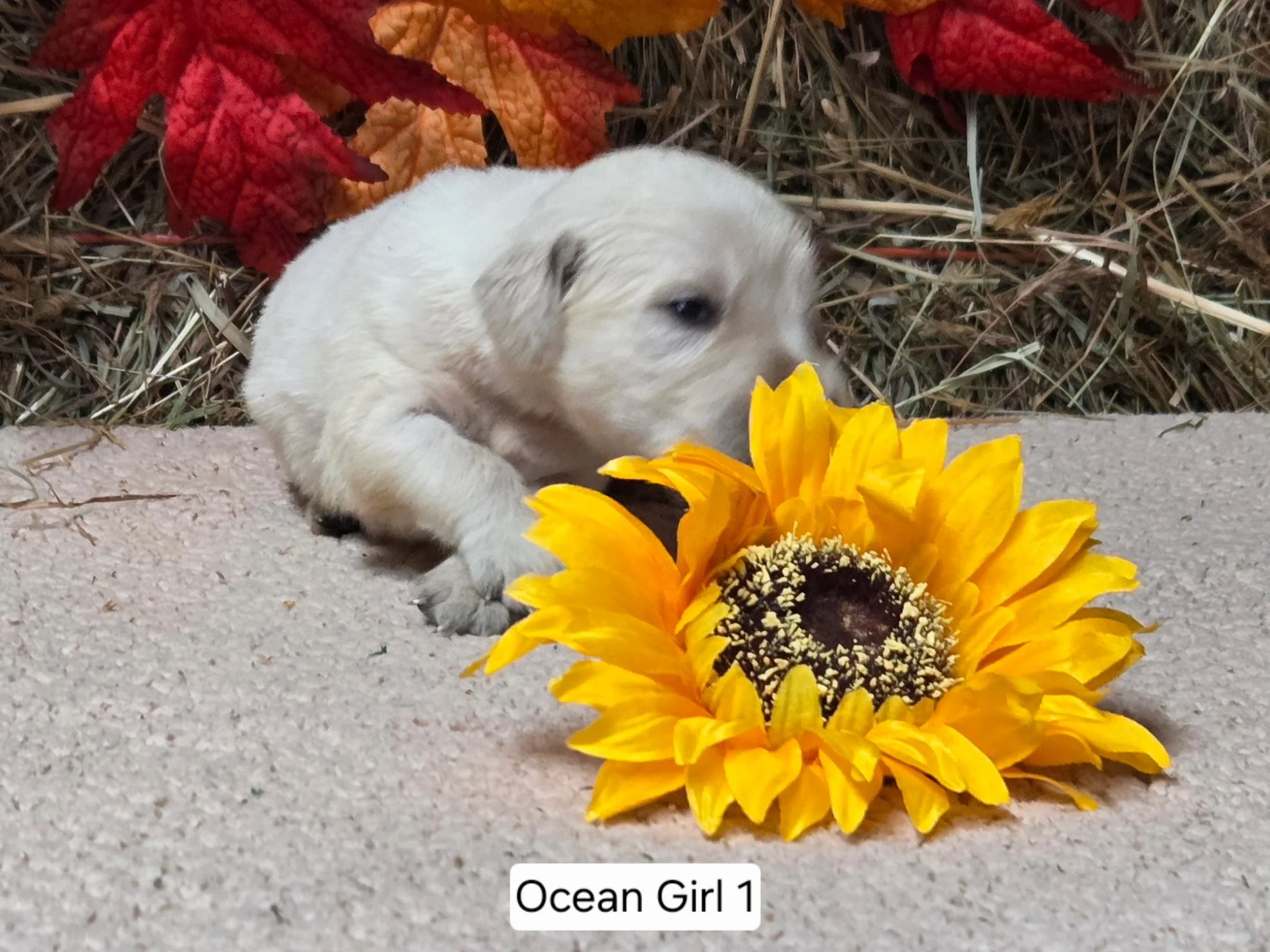 Oc girl 1a.jpg