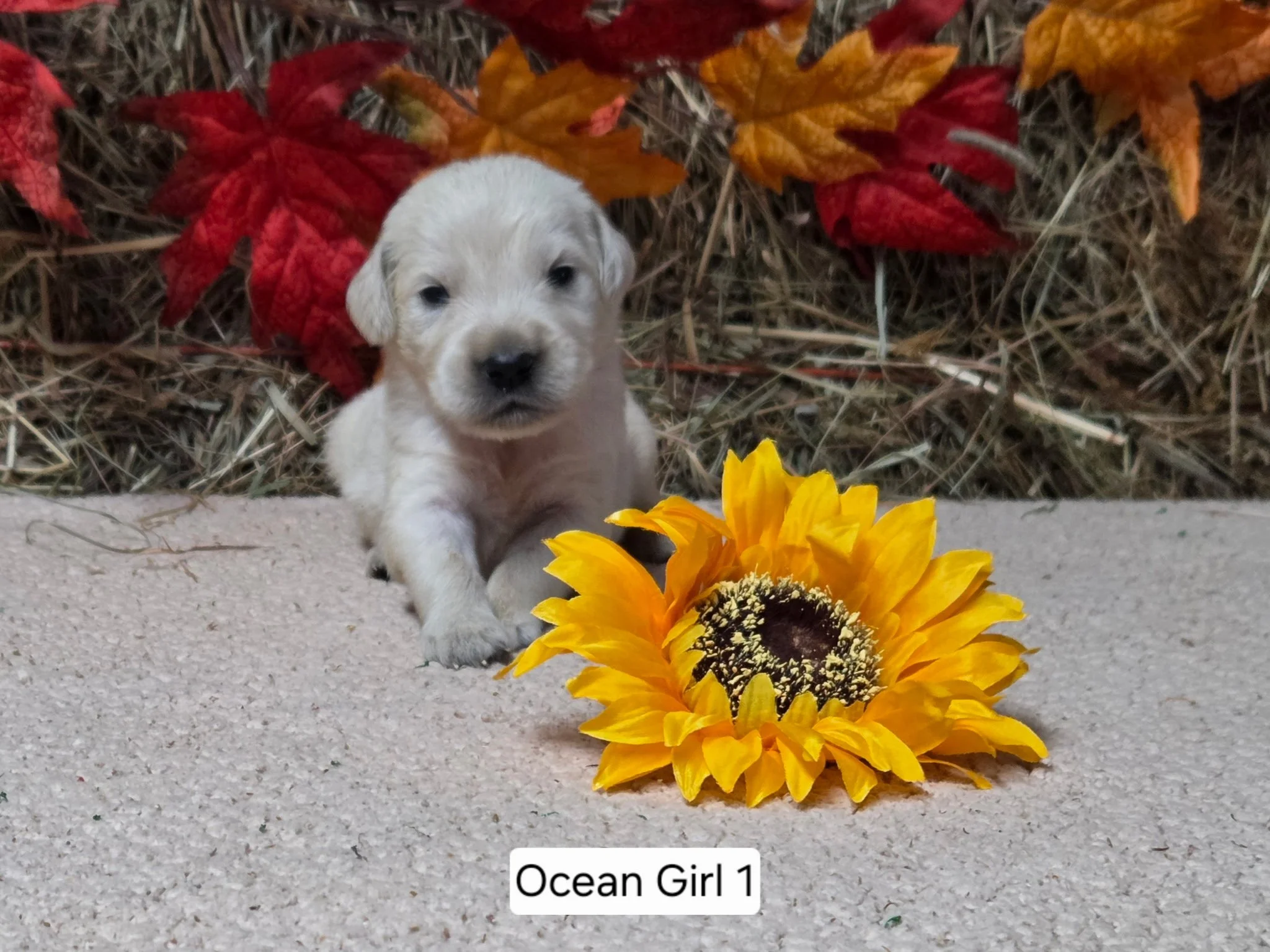 Oc girl 1.jpg