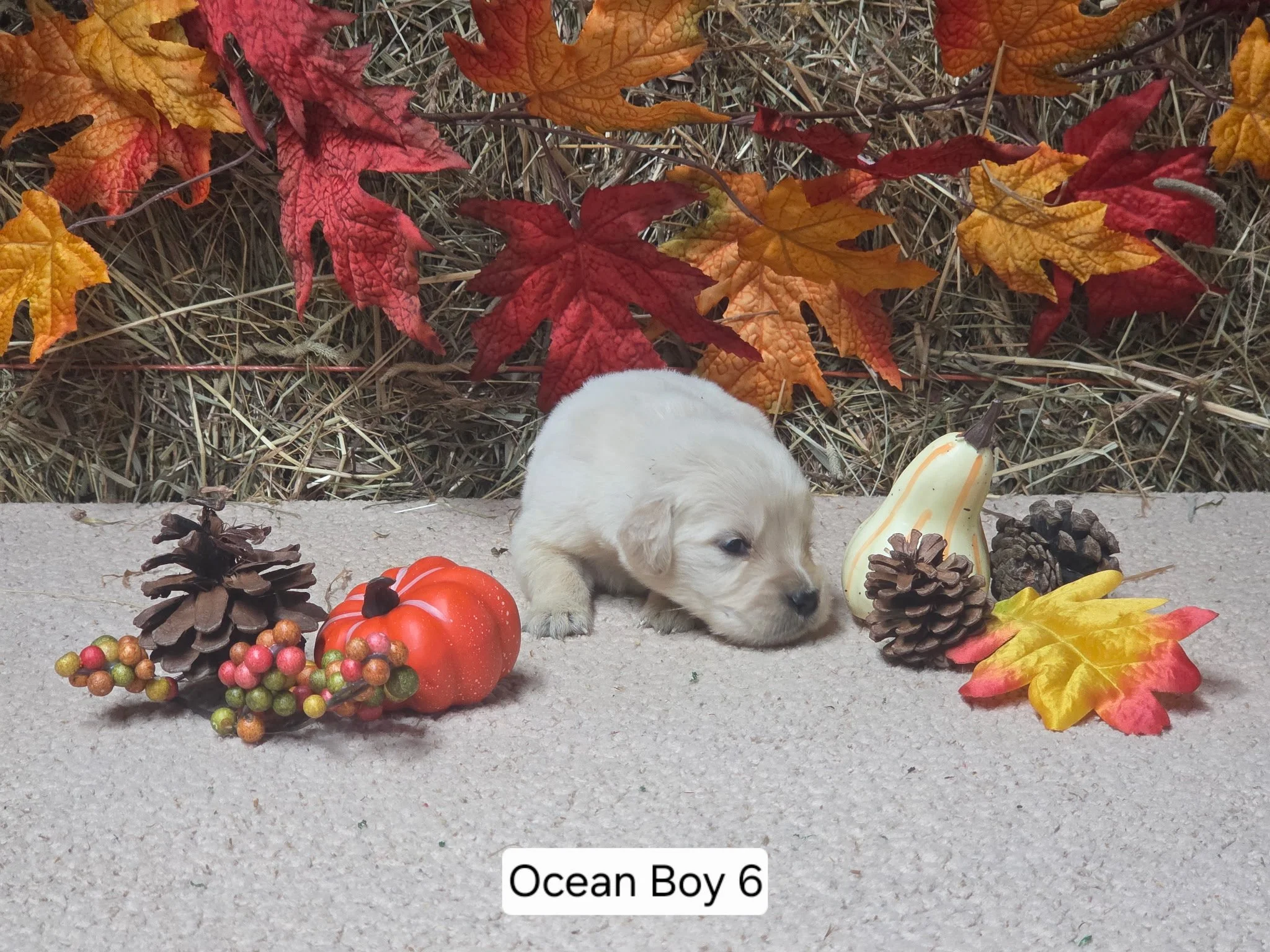 oc boy 6.jpg