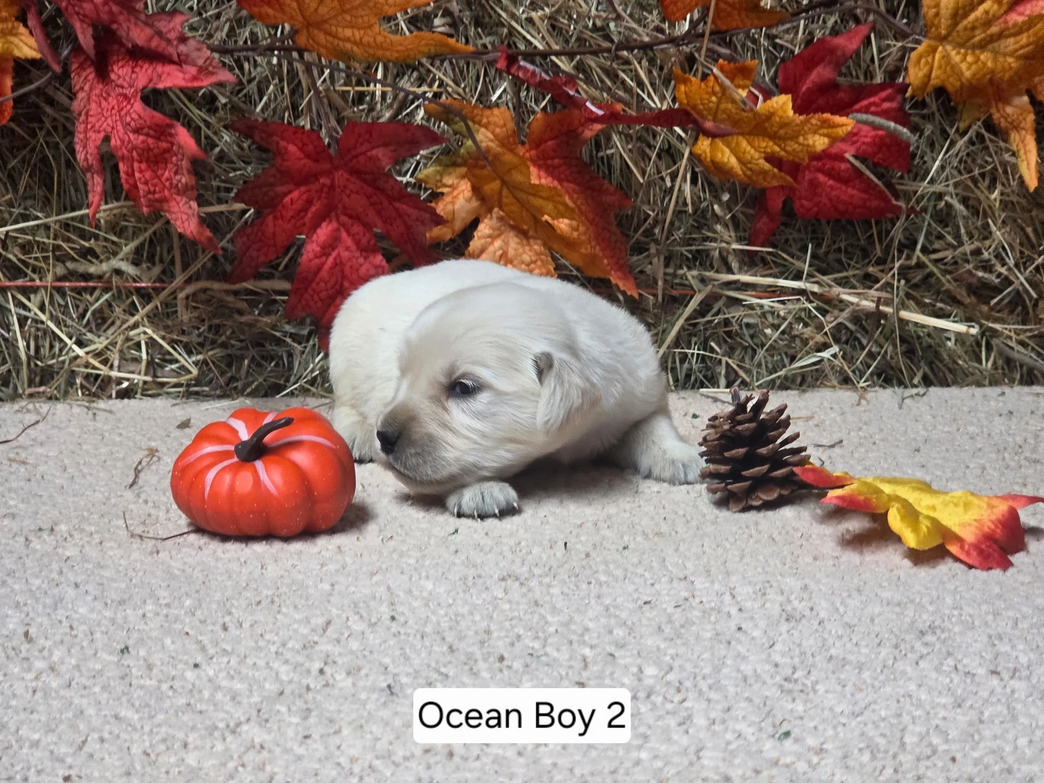ocean boy 2.jpg