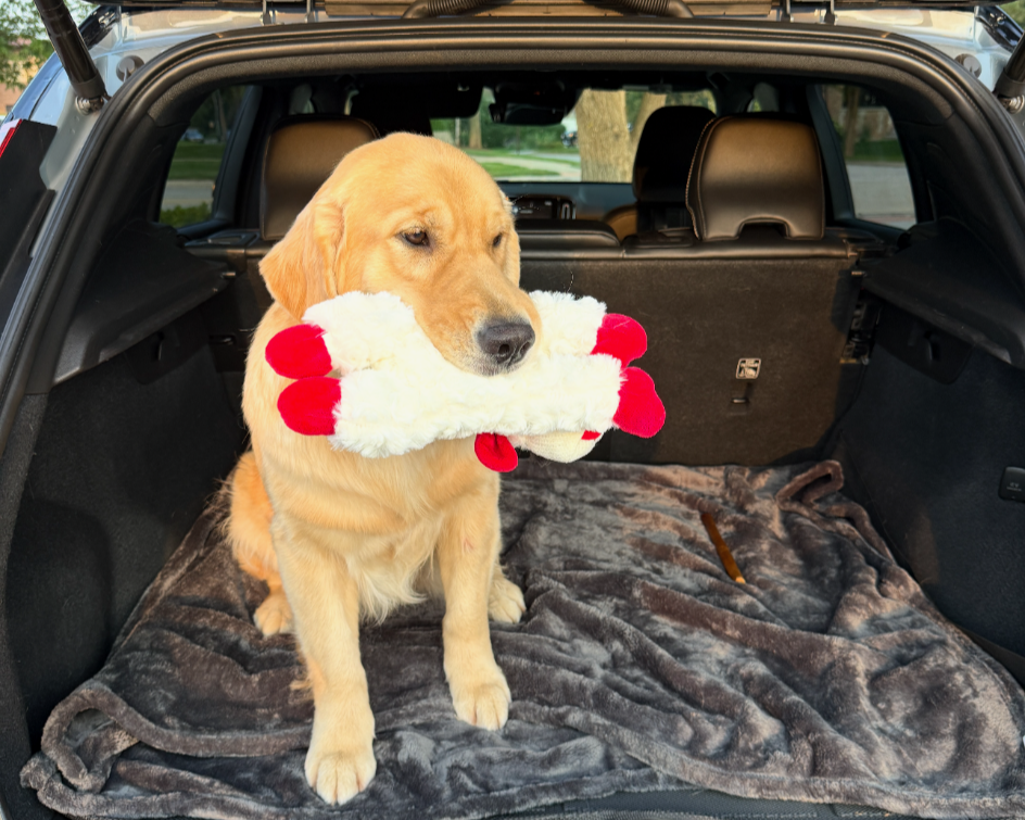 Gary+toy+in+car.png