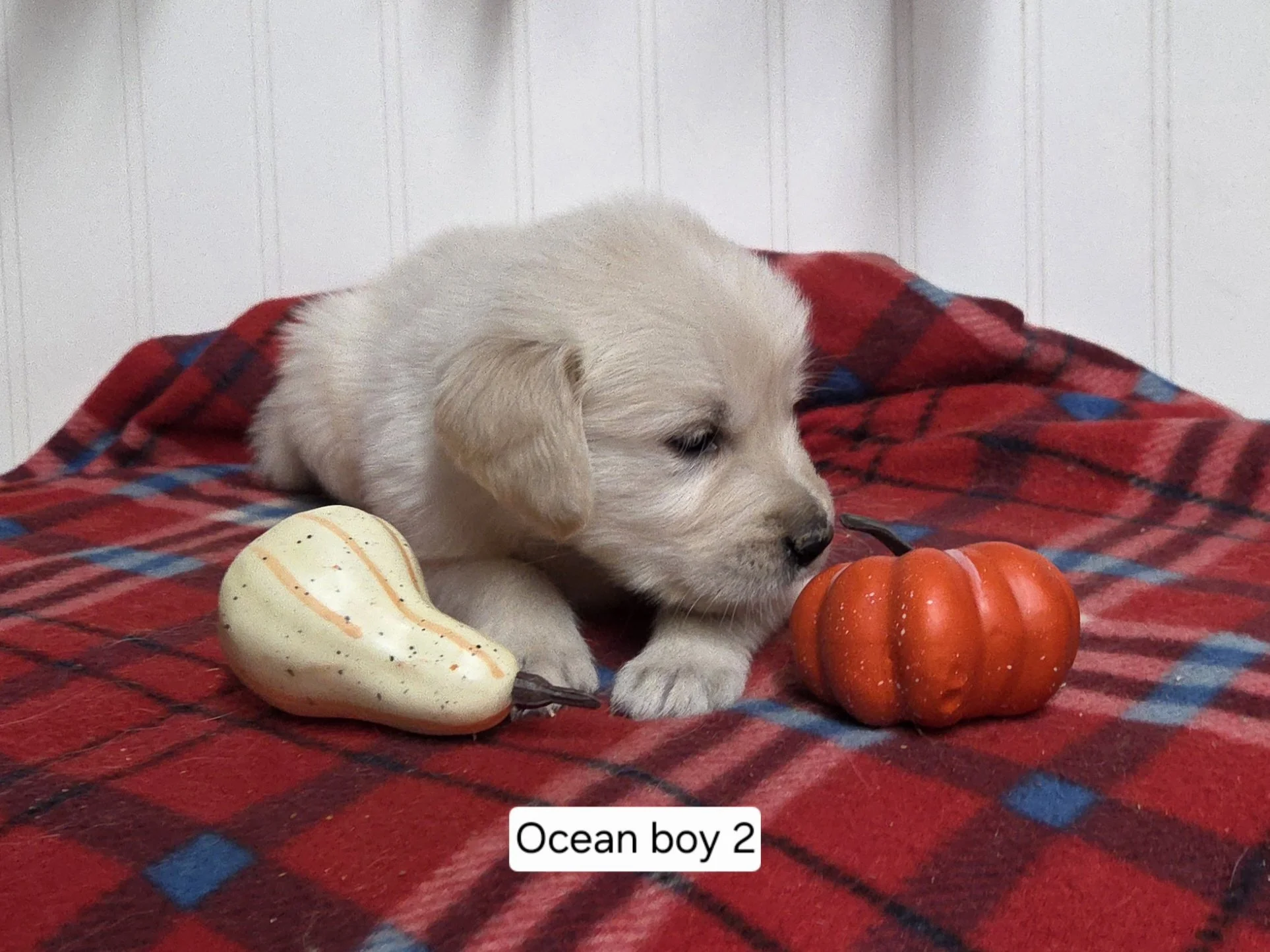 Oc boy 2.jpg