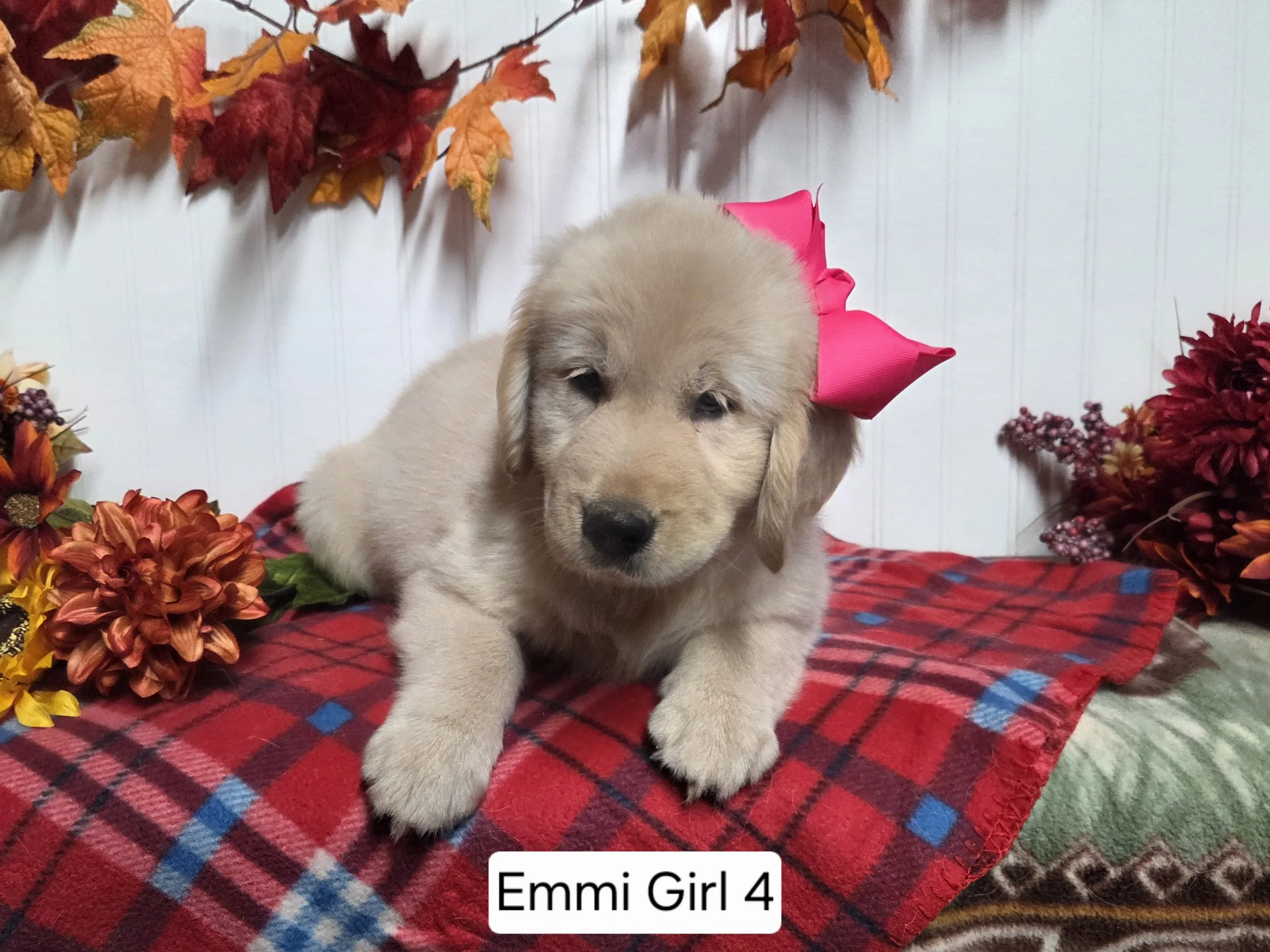 emmi girl 1.jpg