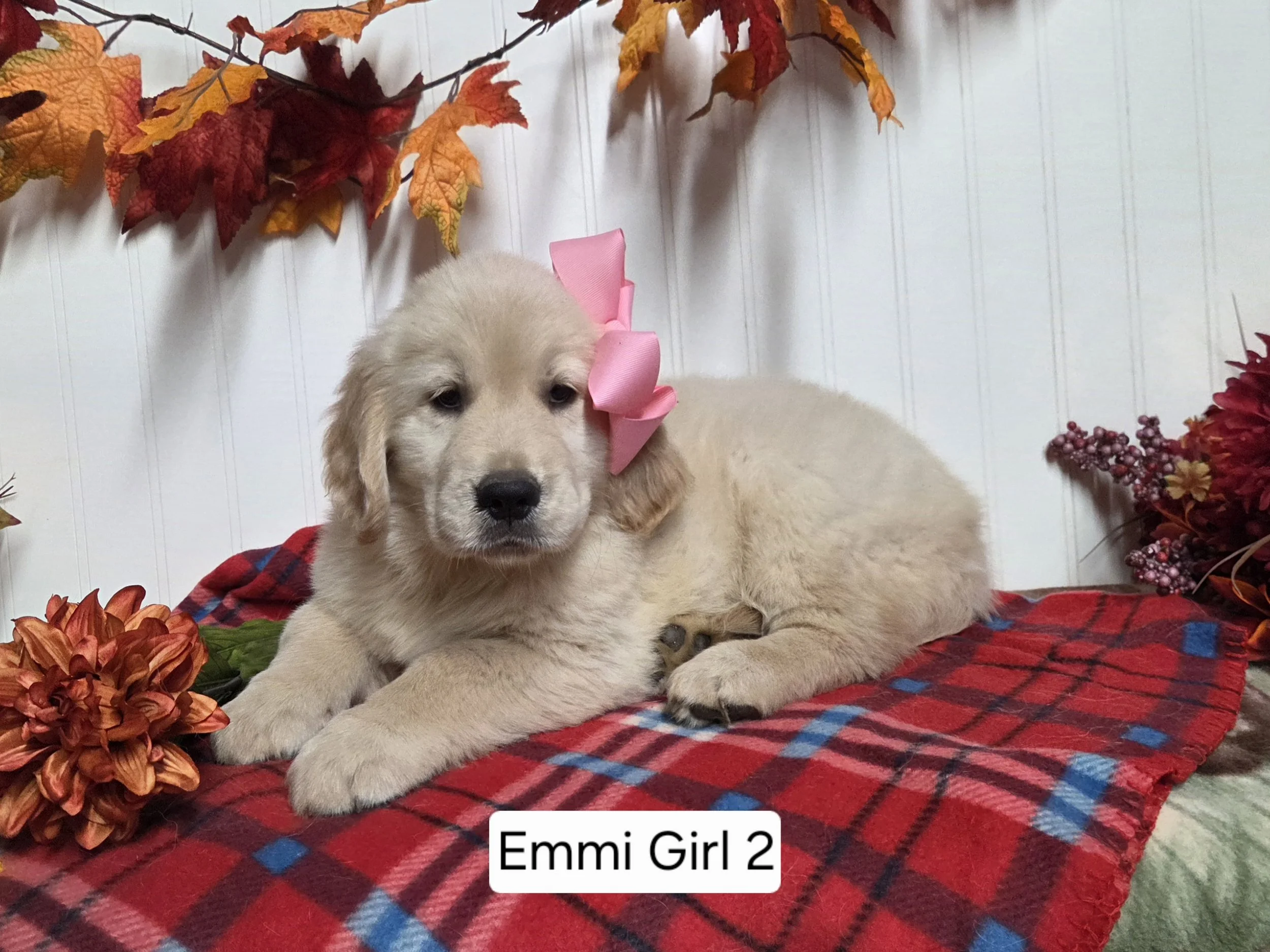 emmi girl 2.jpg