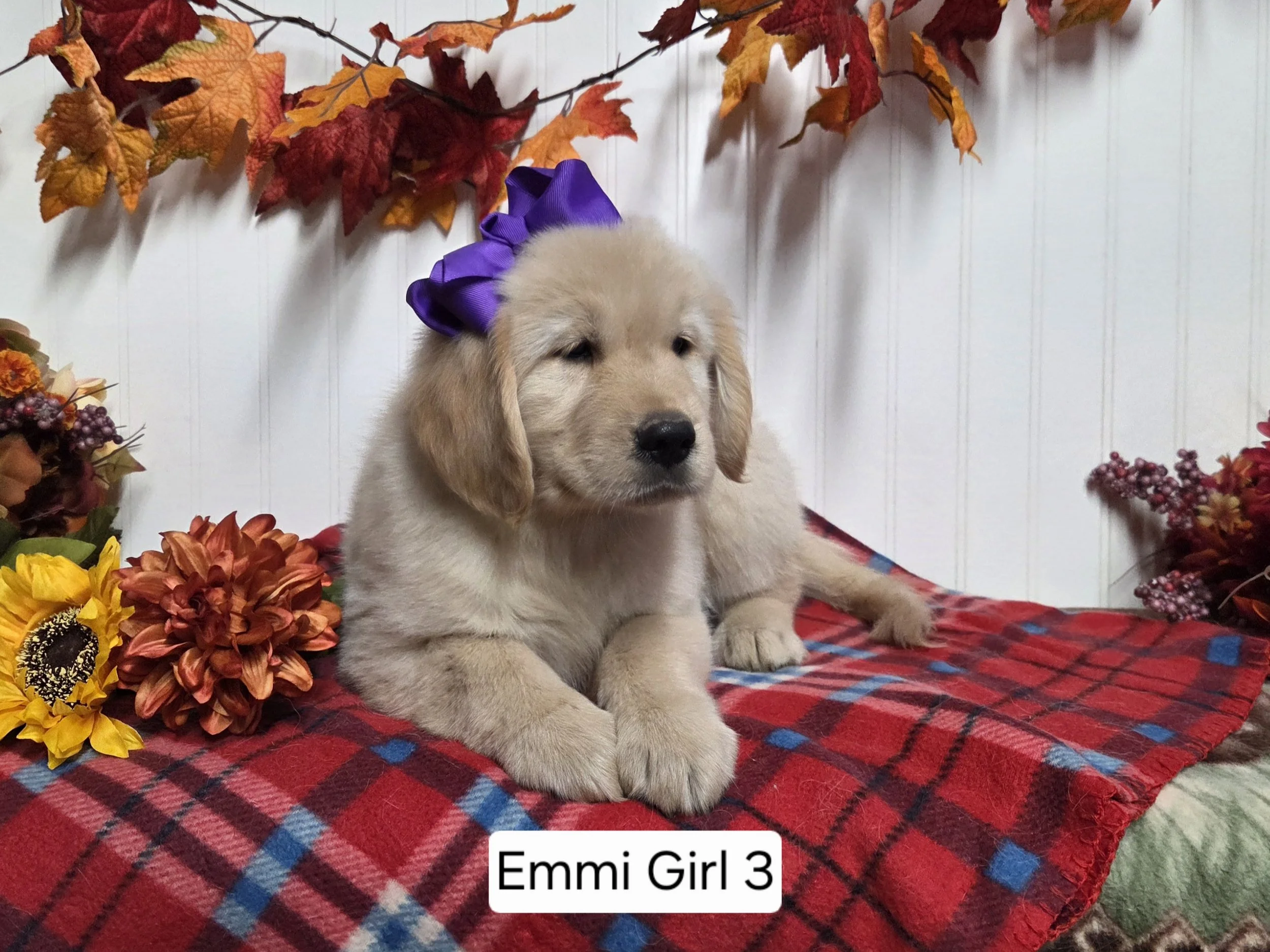 emmi girl 3.jpg